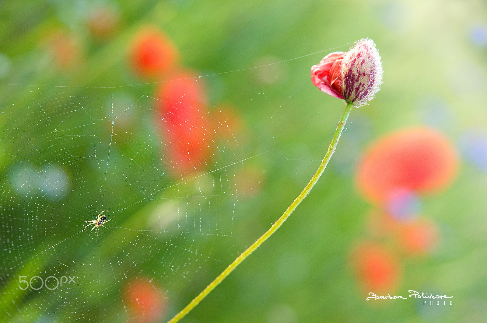 Nikon AF-S Micro-Nikkor 60mm F2.8G ED sample photo. Catching tears photography