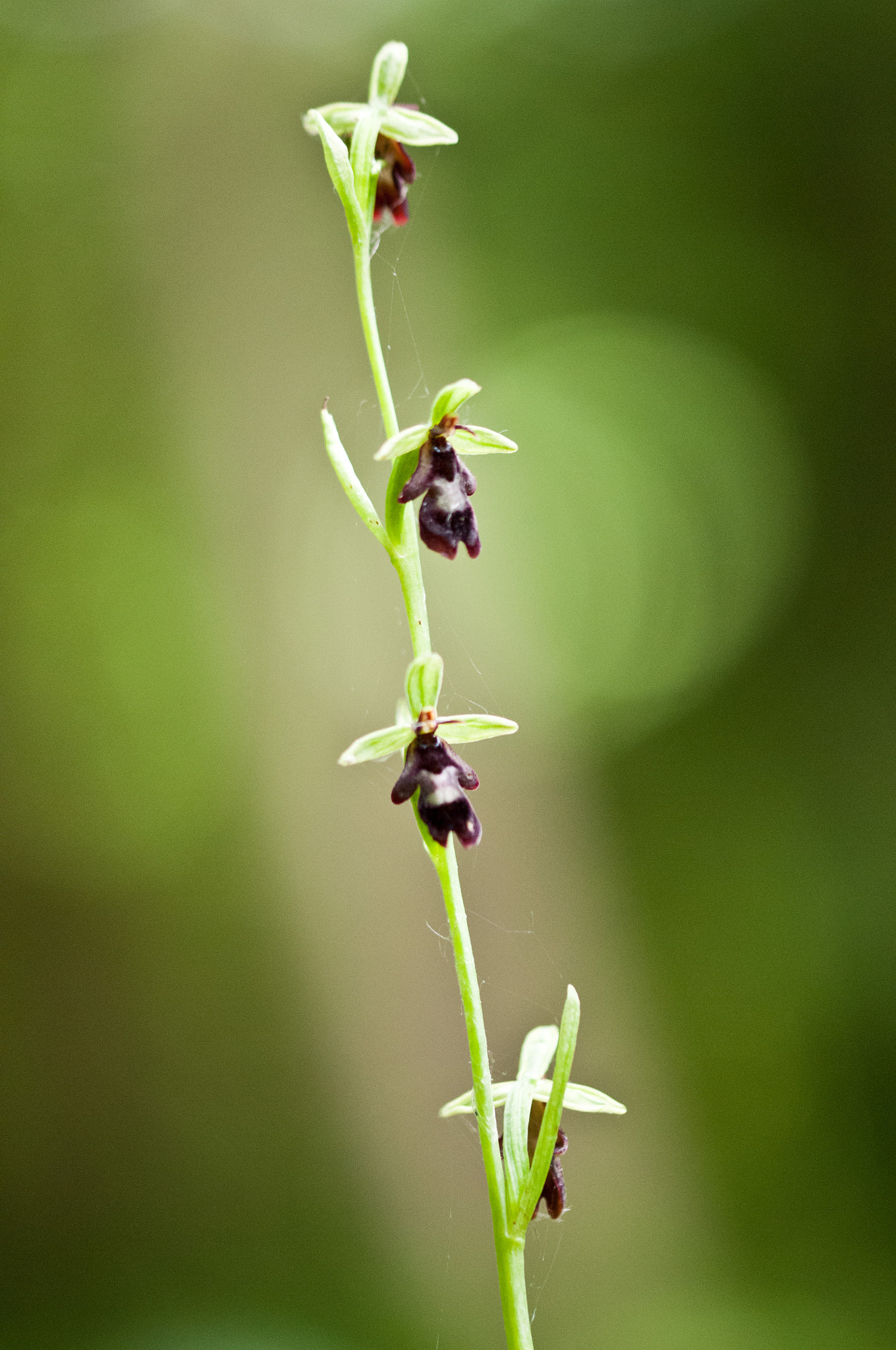 Sigma 105mm F2.8 EX DG OS HSM sample photo. Fly orchid photography
