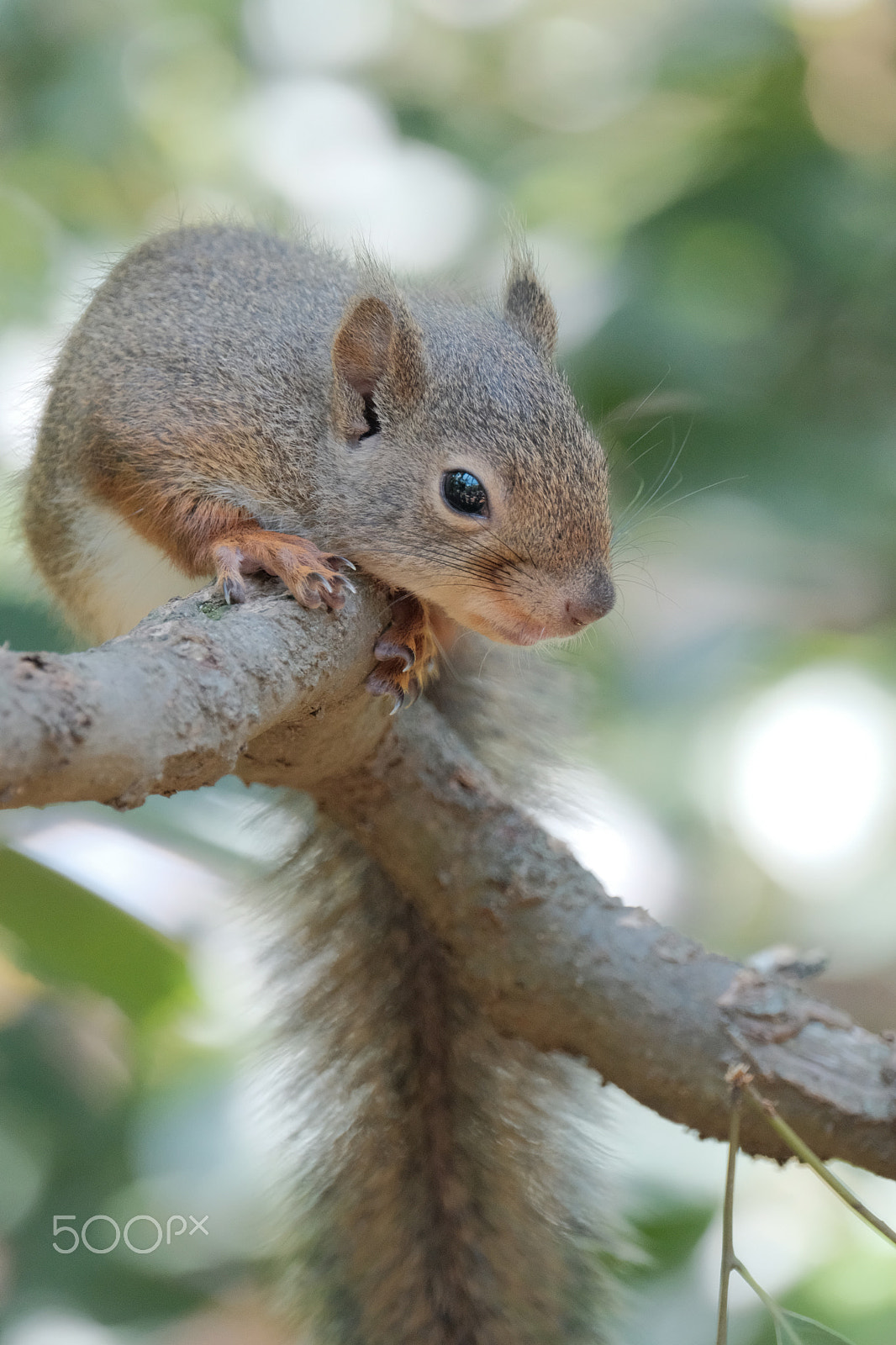 Fujifilm XF 100-400mm F4.5-5.6 R LM OIS WR sample photo. Squirrel of early summer photography