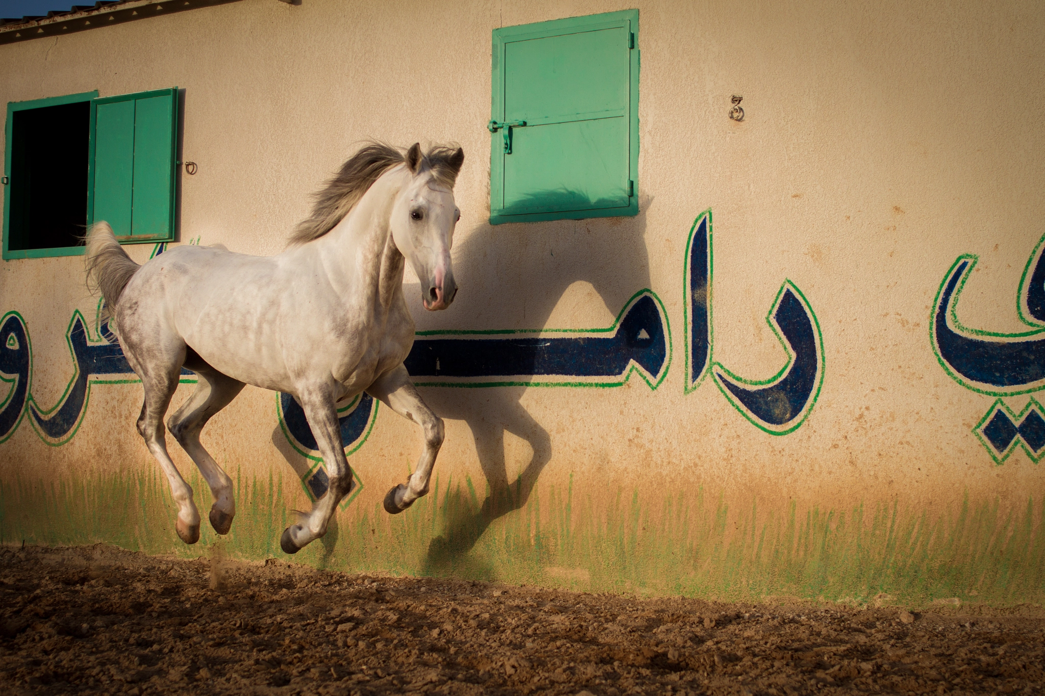 Canon EOS 7D + Canon EF 35mm F2 sample photo. Arabian horse galoping | lebanon photography