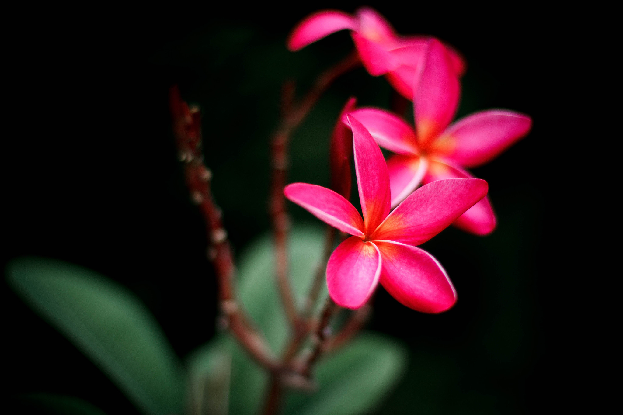 Canon EOS 60D + Canon EF 50mm F1.4 USM sample photo. Flower photography