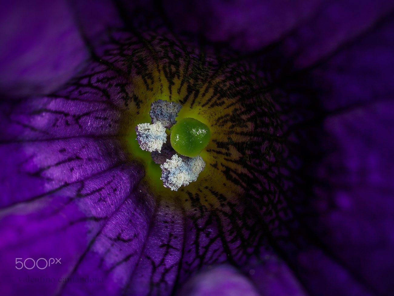 Olympus M.Zuiko Digital ED 60mm F2.8 Macro sample photo. Heart of petunia photography