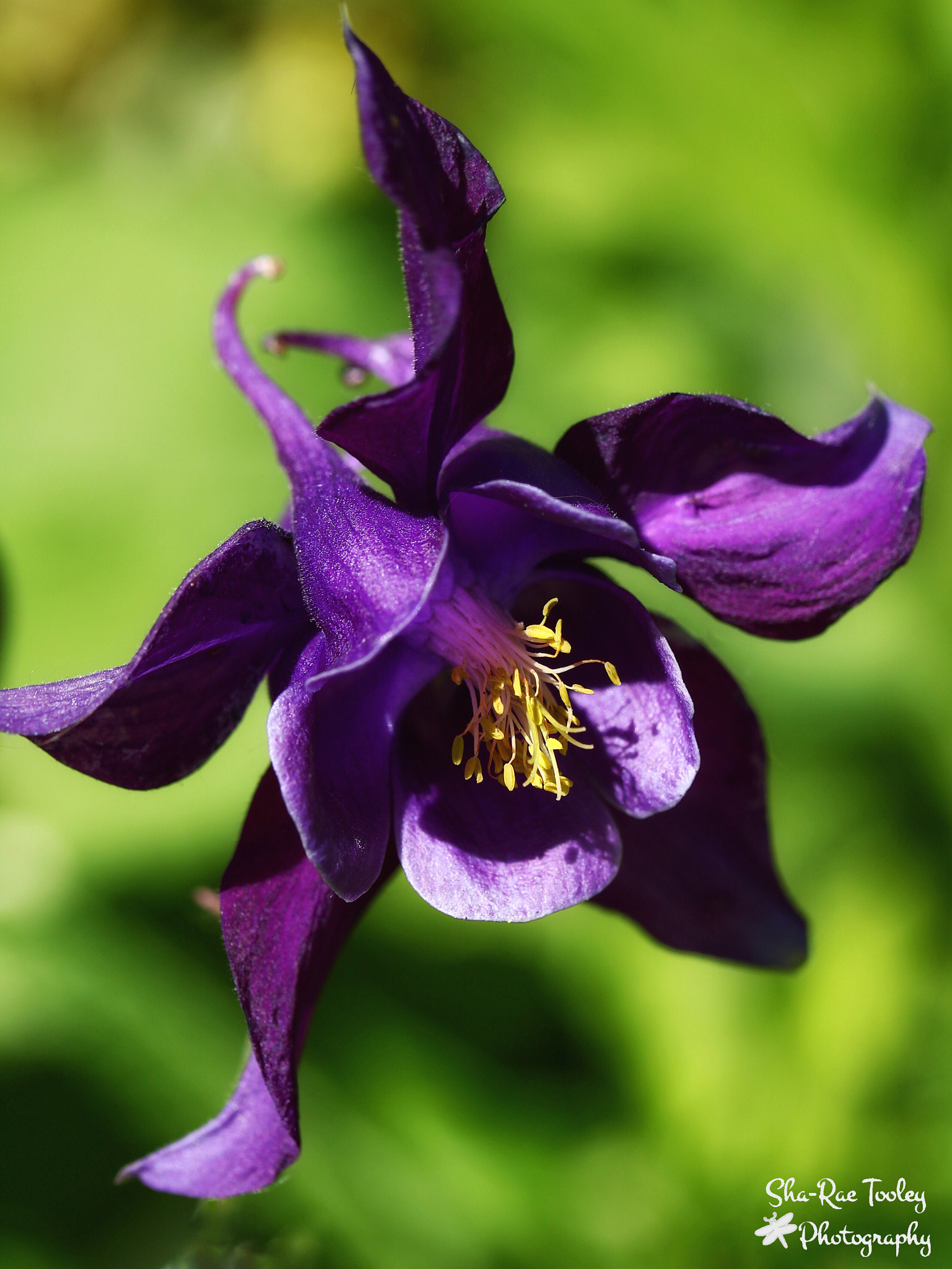 Canon EF-S 60mm F2.8 Macro USM sample photo. Columbine photography