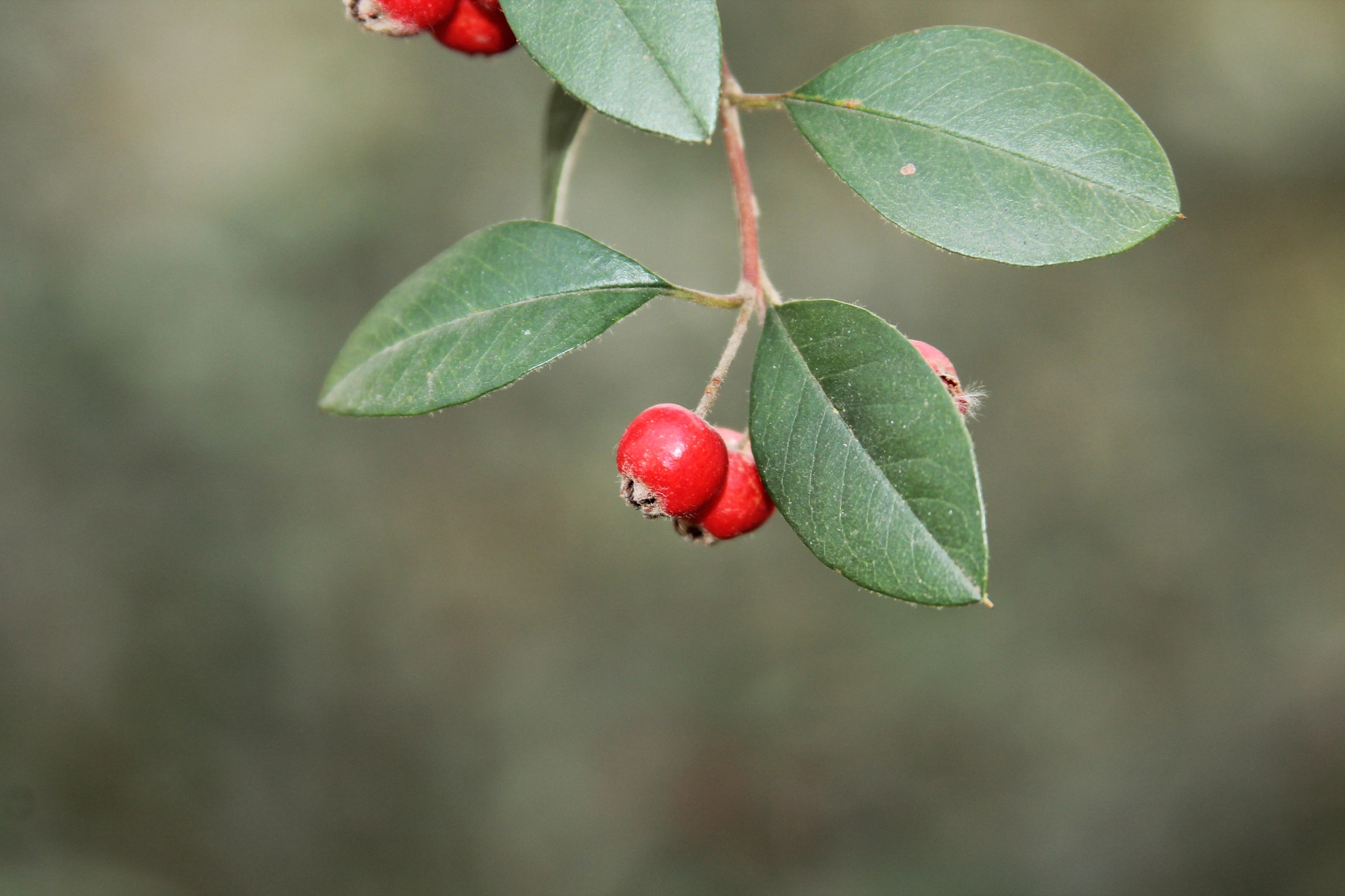 Canon EF 35-80mm f/4-5.6 sample photo