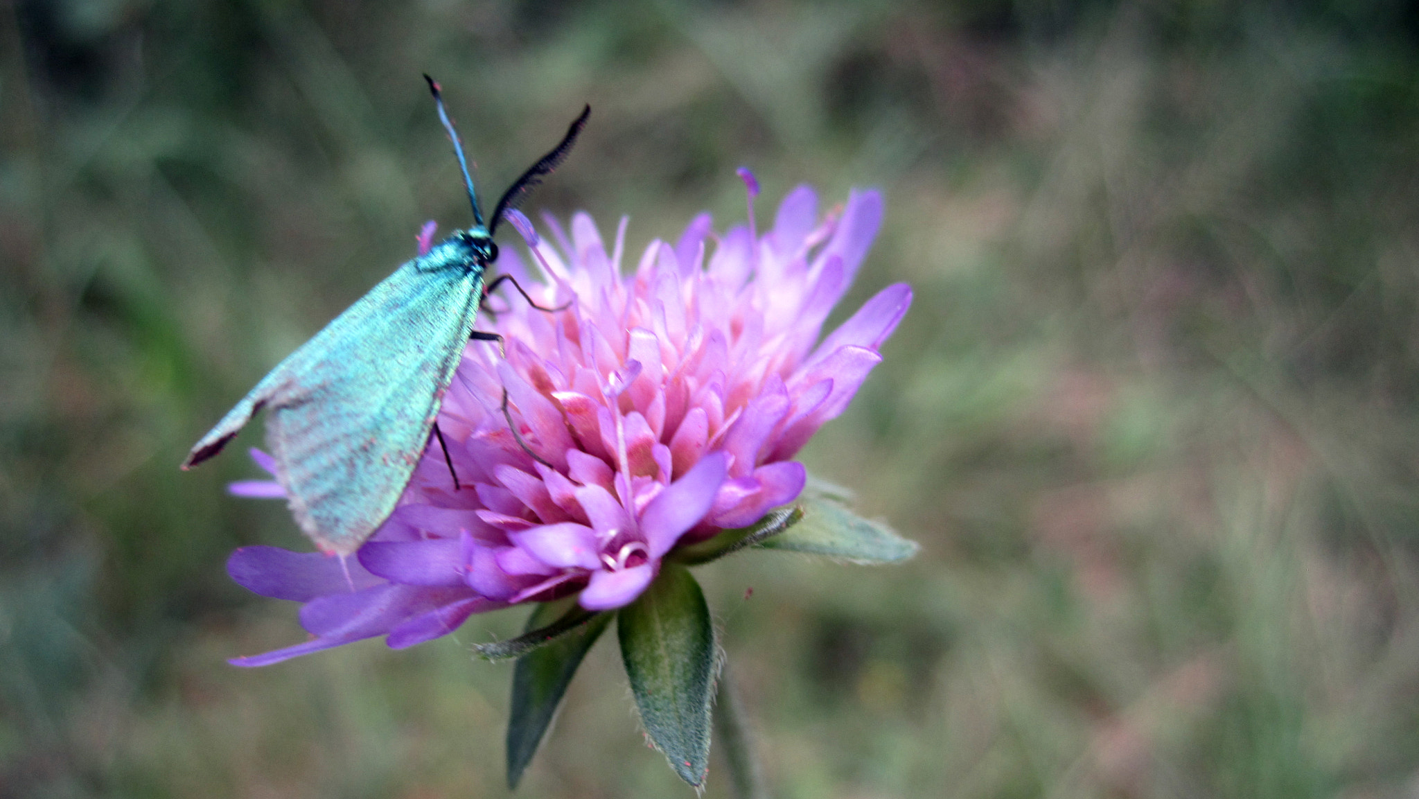 Canon PowerShot SD1400 IS (IXUS 130 / IXY 400F) sample photo. Insect photography