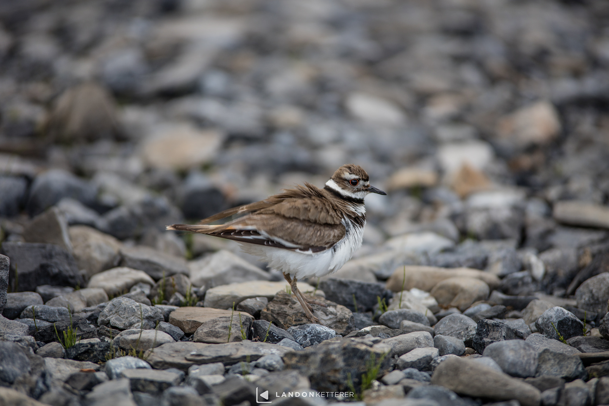 Canon EOS 5DS sample photo. Devil bird photography