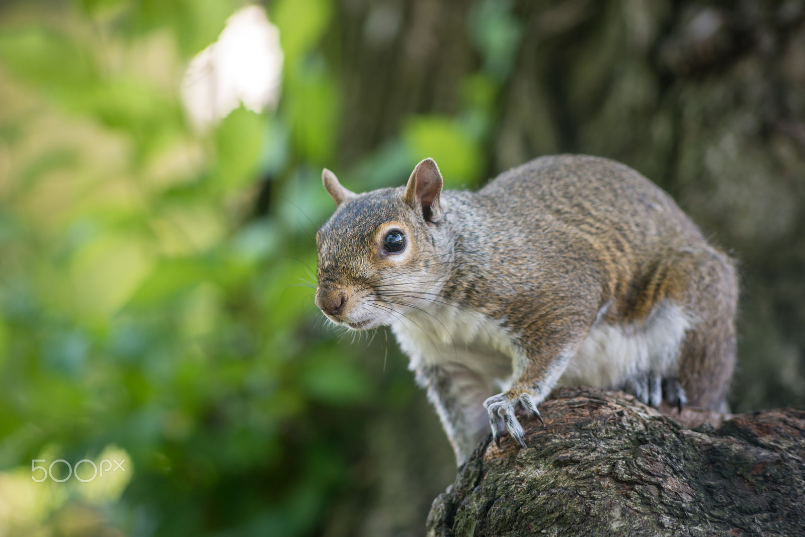 AF Nikkor 70-210mm f/4-5.6D sample photo. Squirrel in summer photography