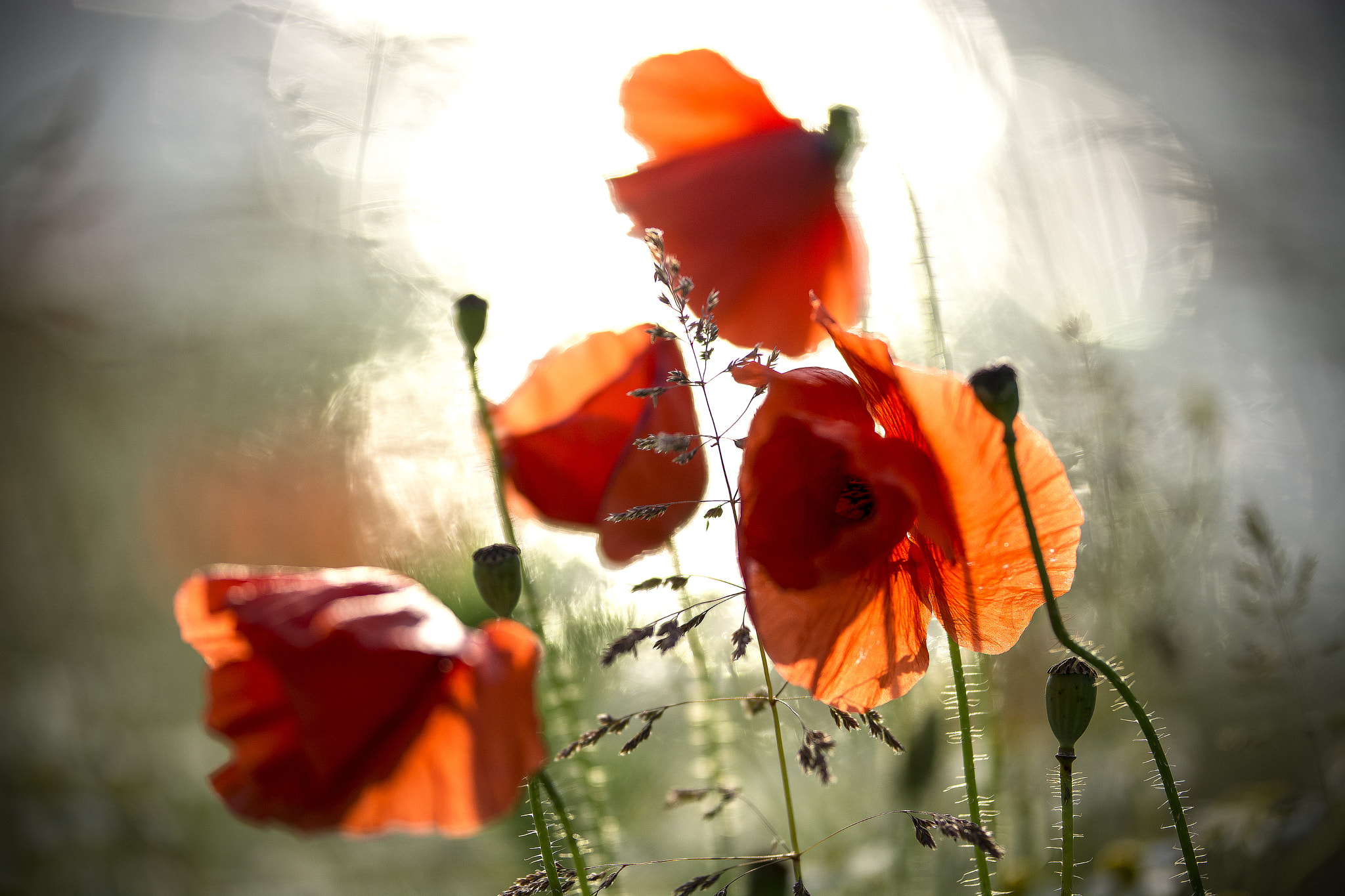 Nikon D7100 + Sigma 50-100mm F1.8 DC HSM Art sample photo. Coquelicots7 photography