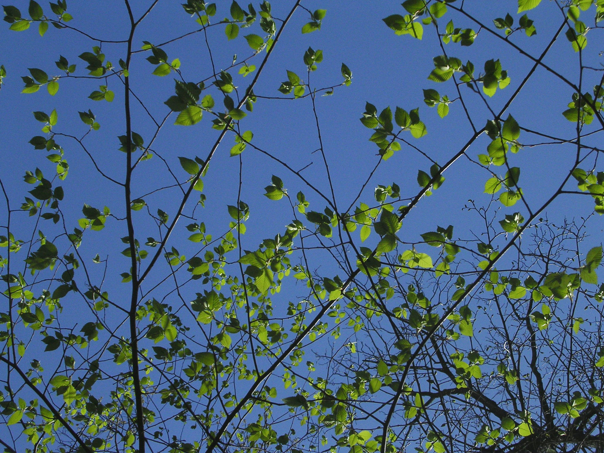 Nikon E3100 sample photo. Leaves against sky photography
