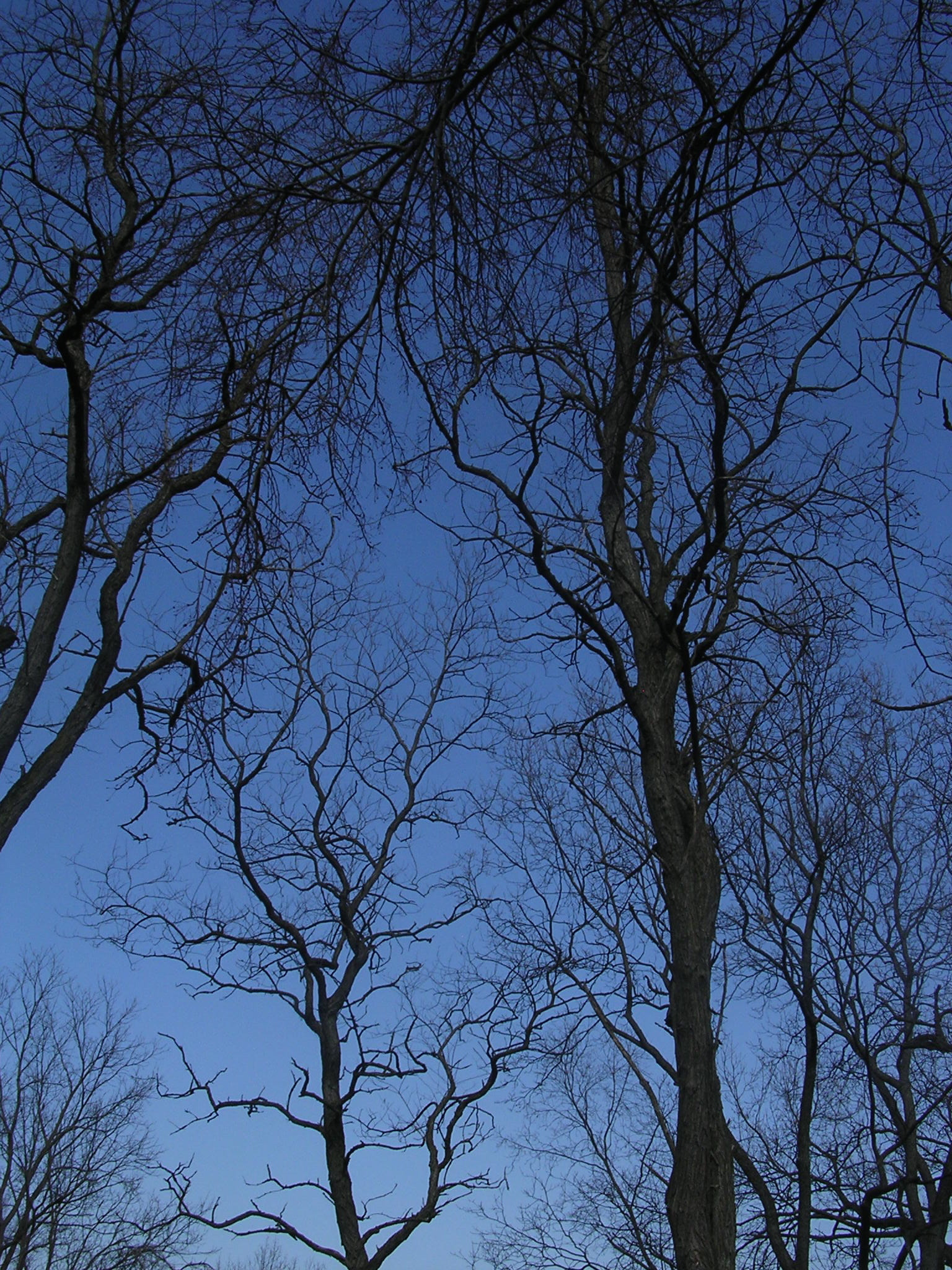 Nikon E3100 sample photo. Trees against sky photography