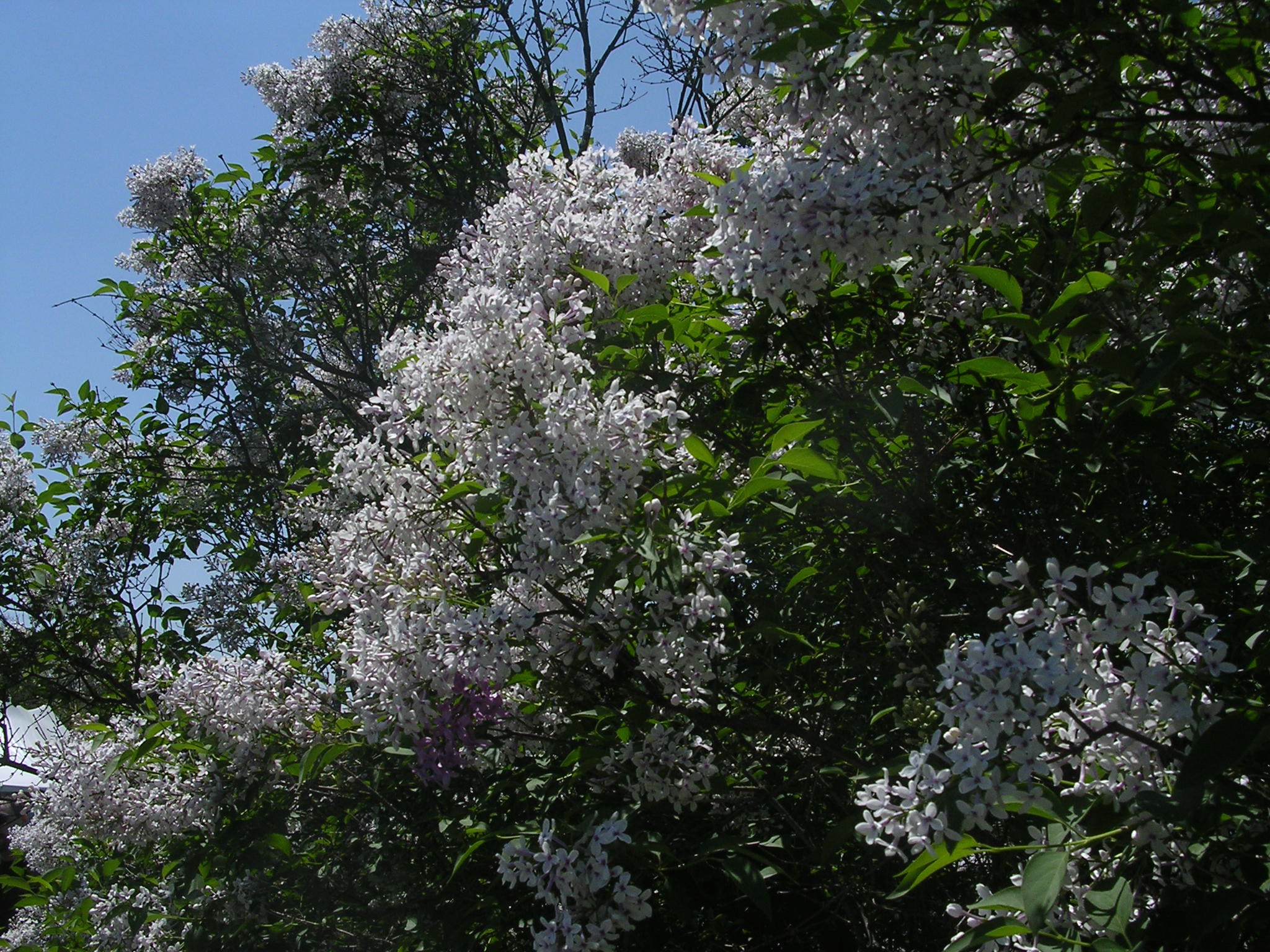 Nikon E3100 sample photo. Lilacs photography