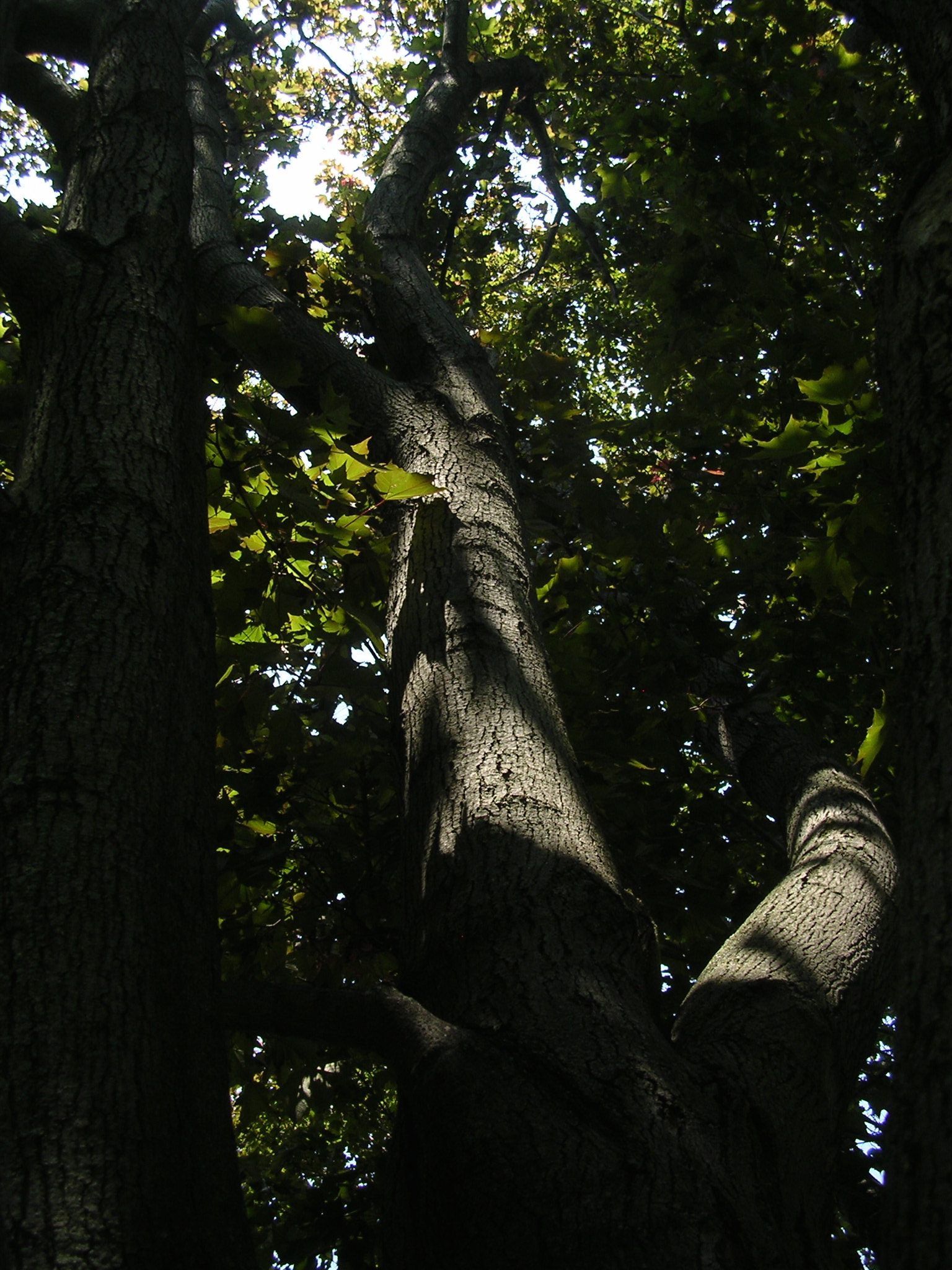 Nikon E3100 sample photo. Forest photography