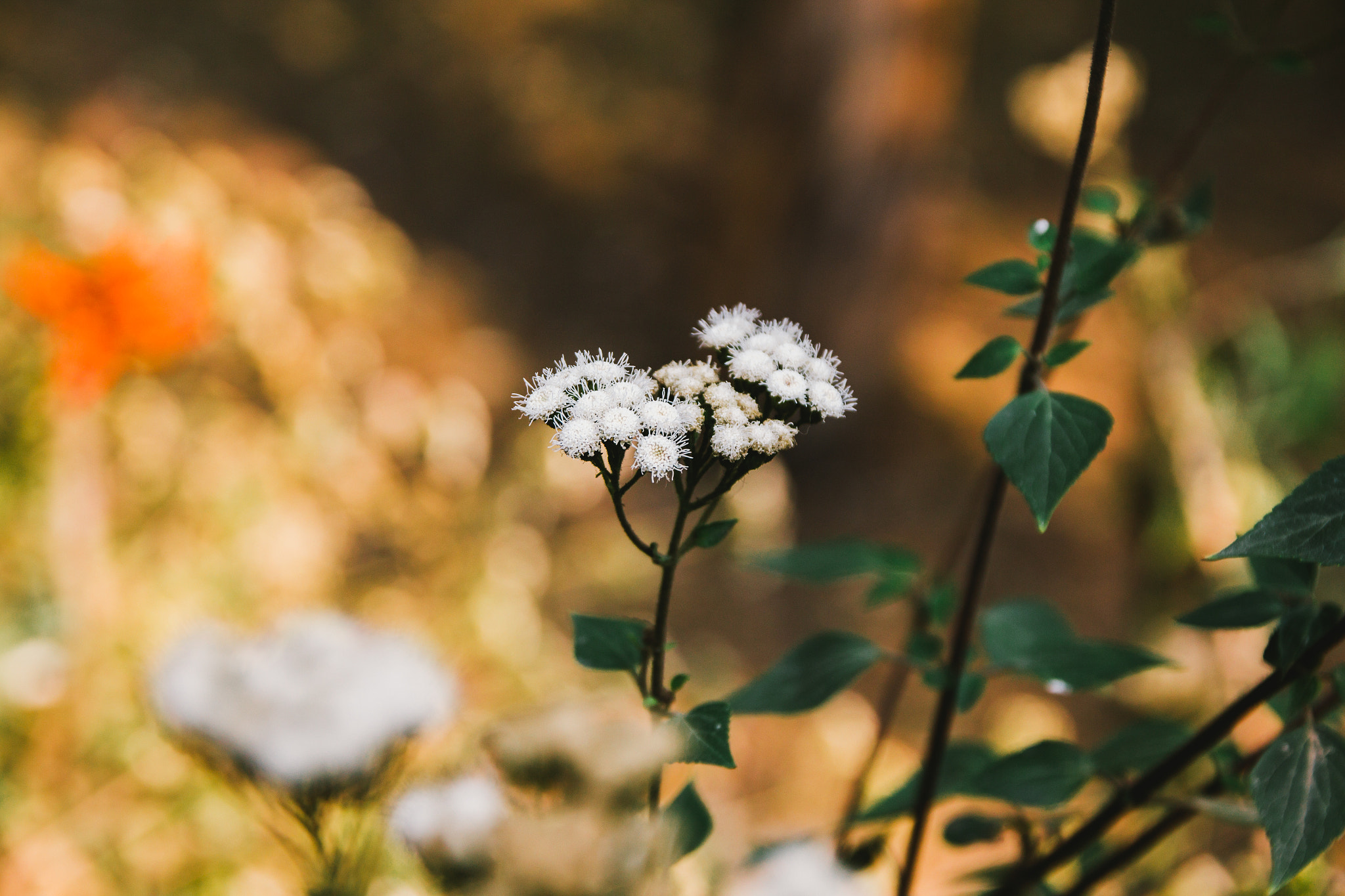 Canon EOS 650D (EOS Rebel T4i / EOS Kiss X6i) sample photo. Ocre photography