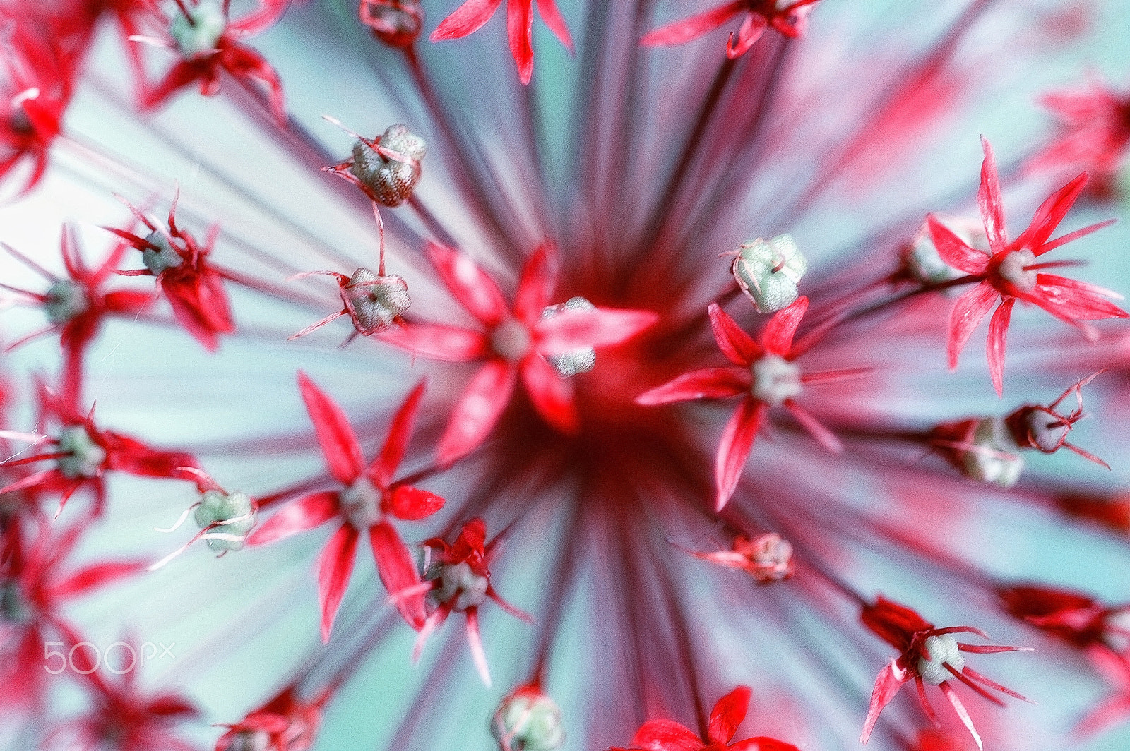 Nikon D70 + Nikon AF Micro-Nikkor 60mm F2.8D sample photo. Allium christophii photography