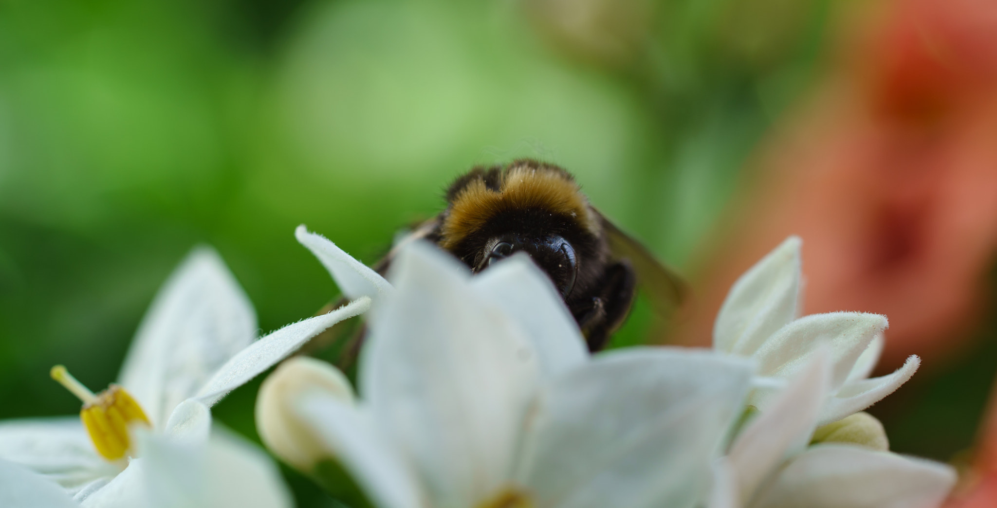 Sony a7S + Sony FE 90mm F2.8 Macro G OSS sample photo. I'm invisible photography