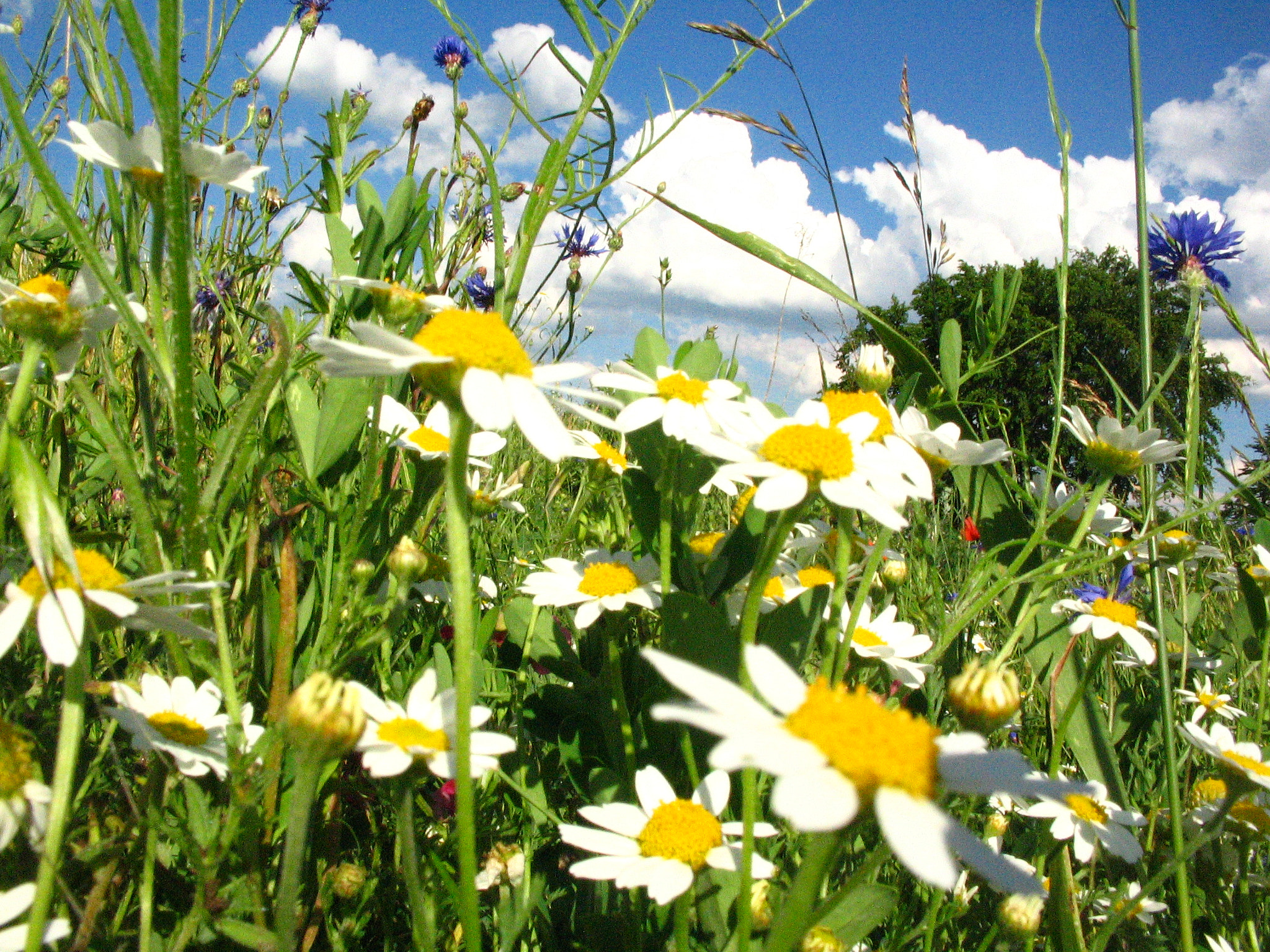 Canon POWERSHOT A85 sample photo. Flower. photography