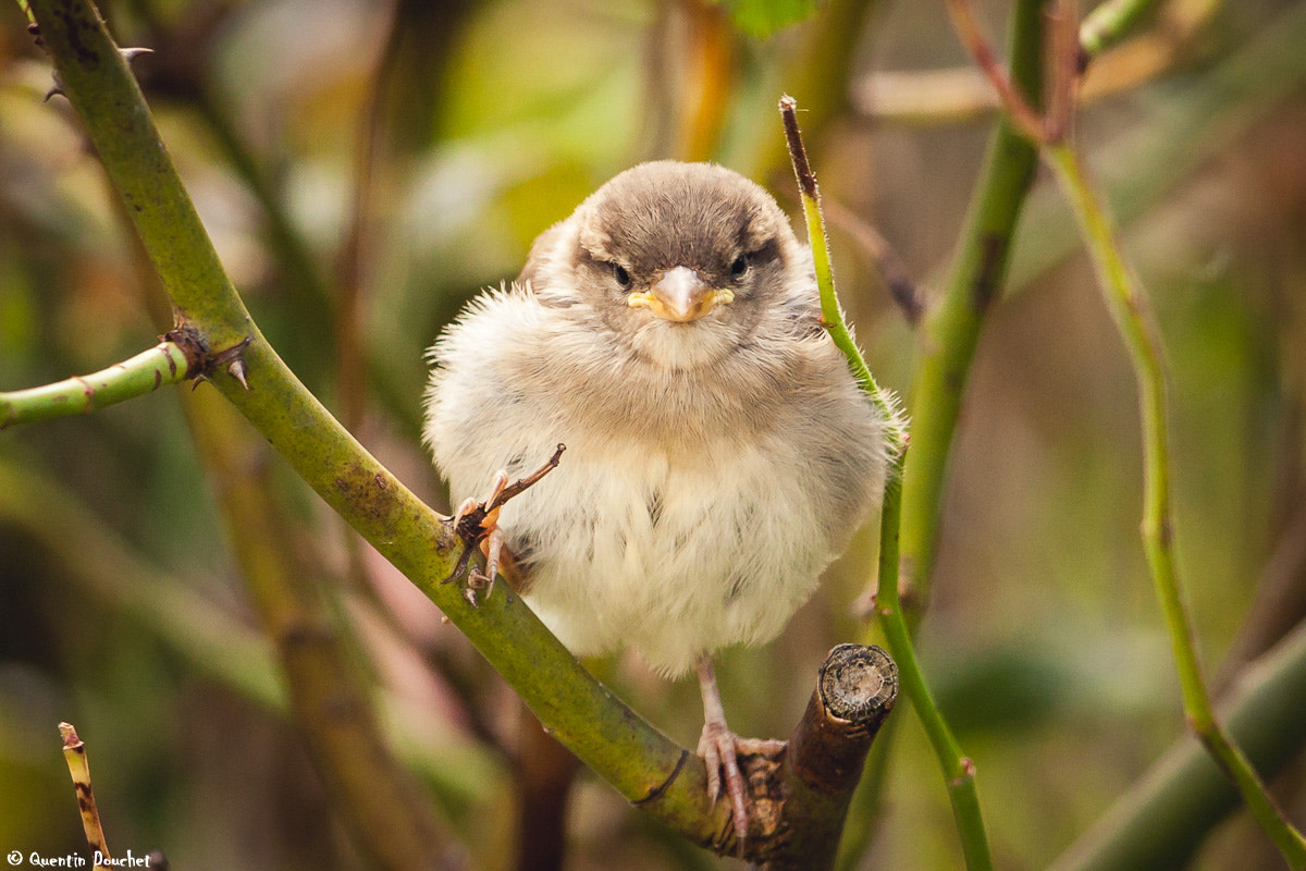 Canon EF 600mm F4L IS II USM sample photo. Droit dans les yeux photography