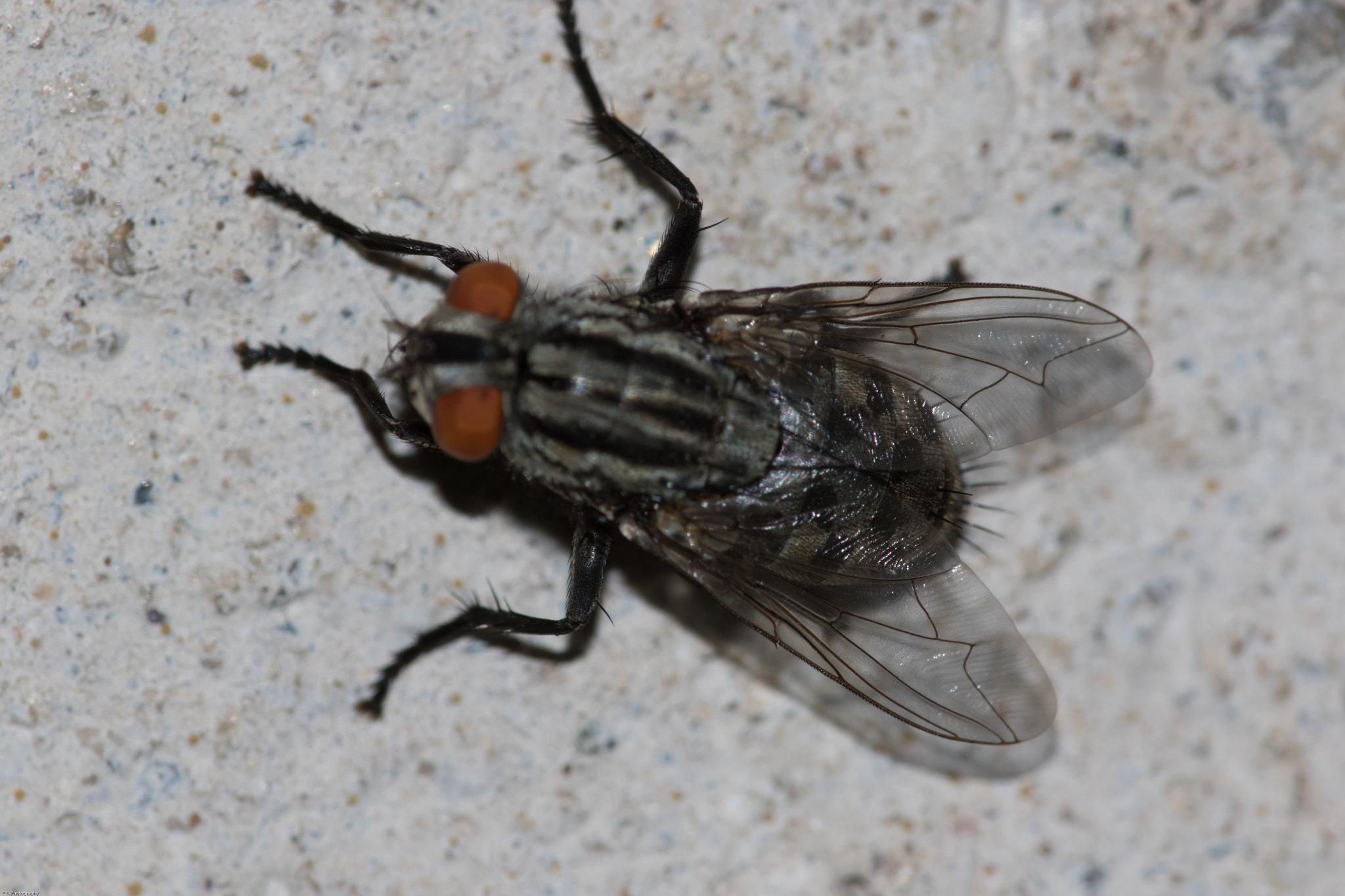 Canon EF 180mm F3.5L Macro USM sample photo. Fly on the wall! photography