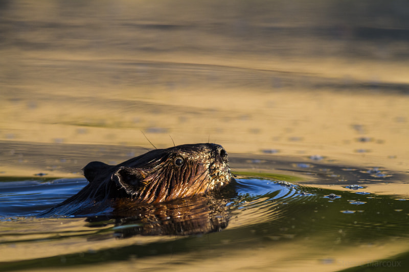 Canon EOS 7D + Canon EF 400mm F5.6L USM sample photo. Beaver portrait photography