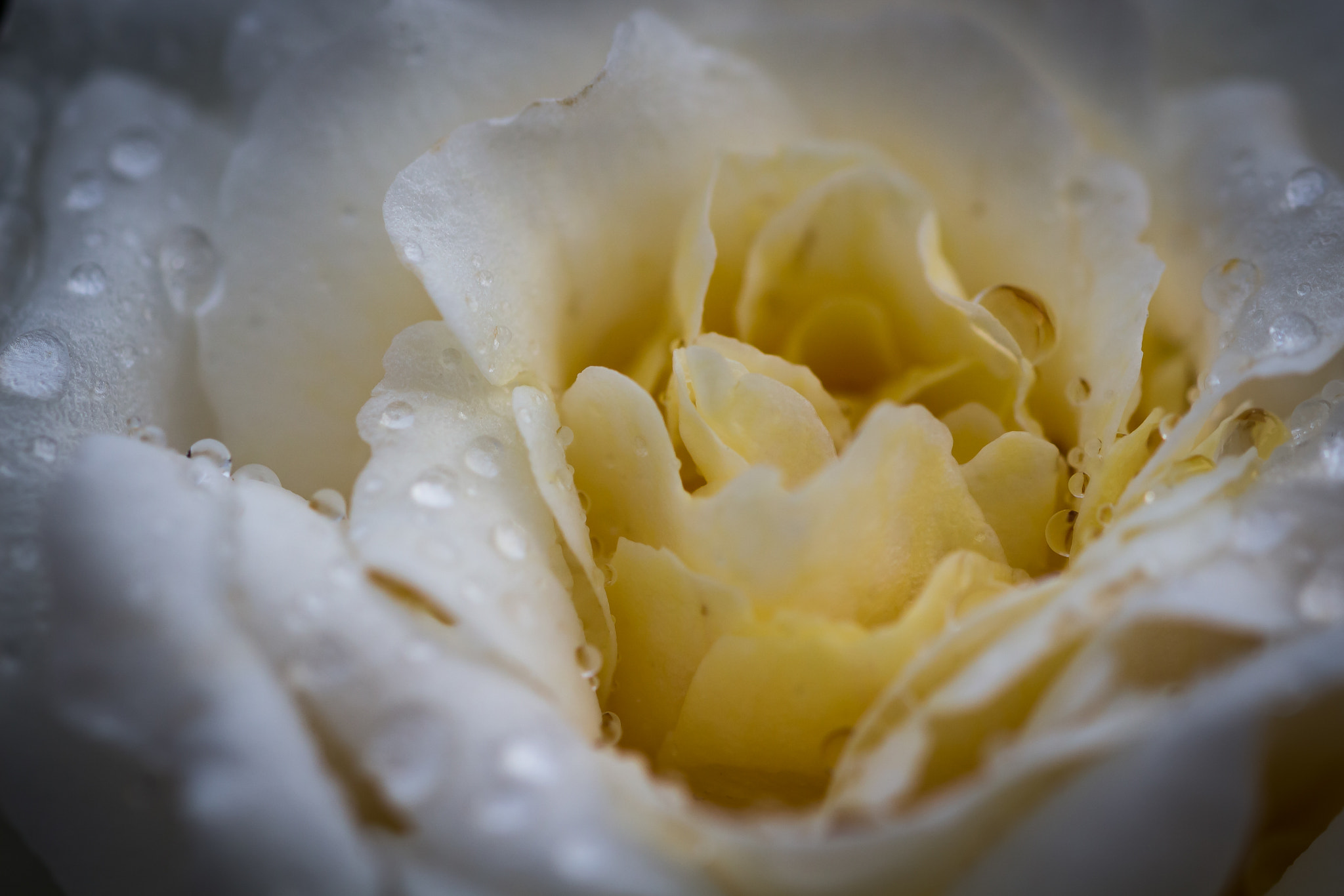 Sigma 105mm F2.8 EX DG OS HSM sample photo. Rosa bianca photography