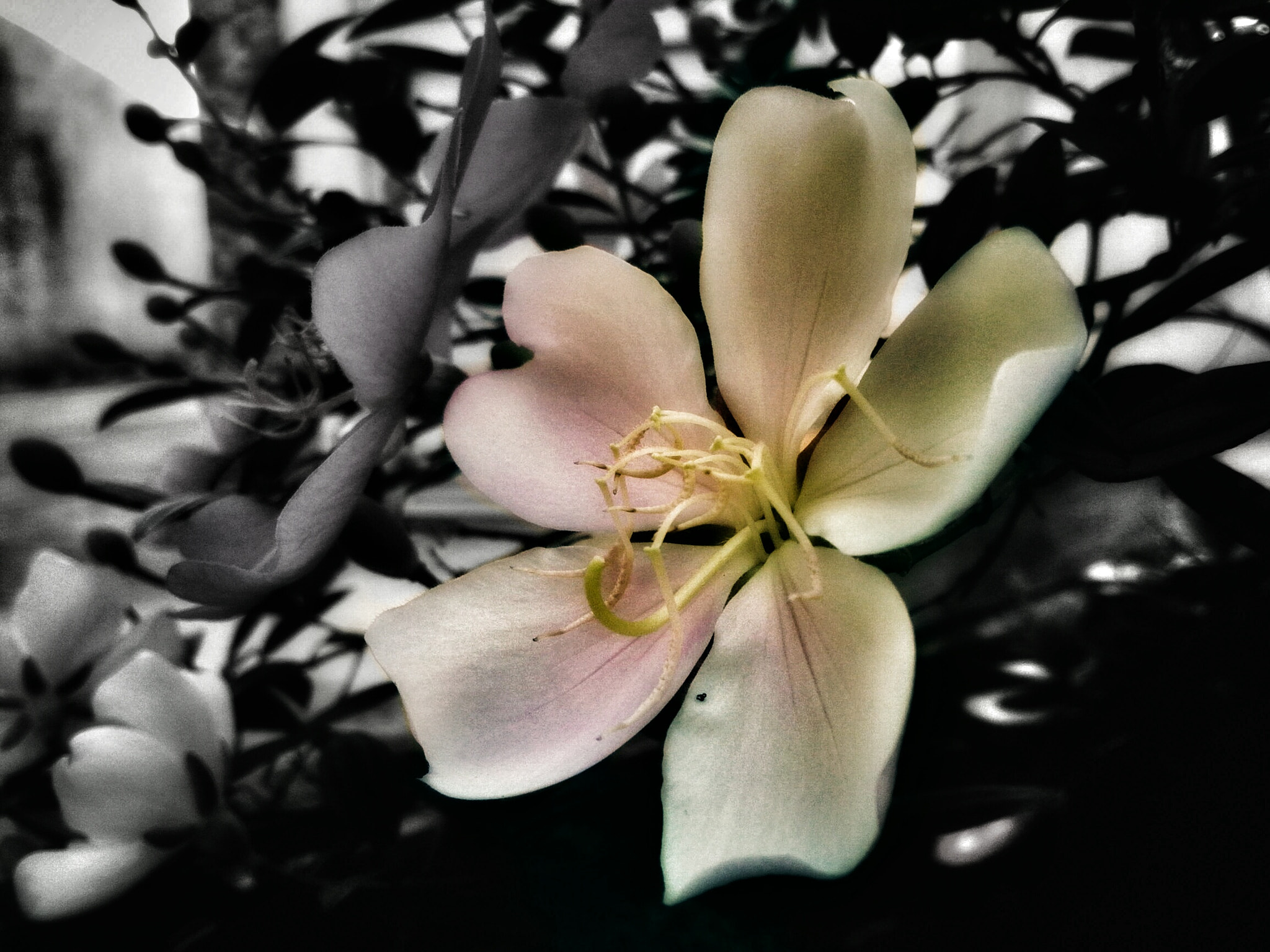 Motorola RAZR D1 sample photo