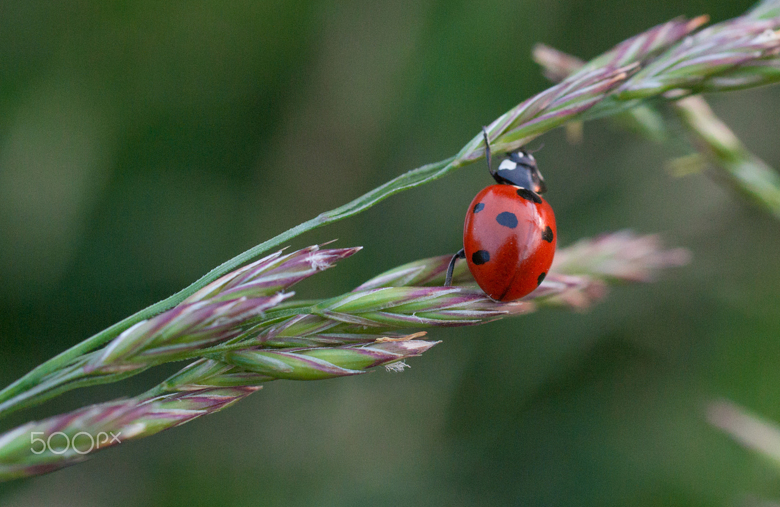 smc PENTAX-F MACRO 50mm F2.8 sample photo. Perseverance photography