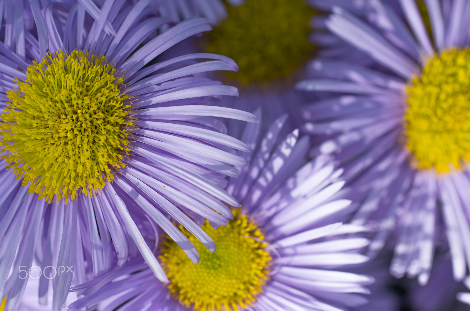 Pentax K-30 + smc PENTAX-F MACRO 50mm F2.8 sample photo. Harmony photography