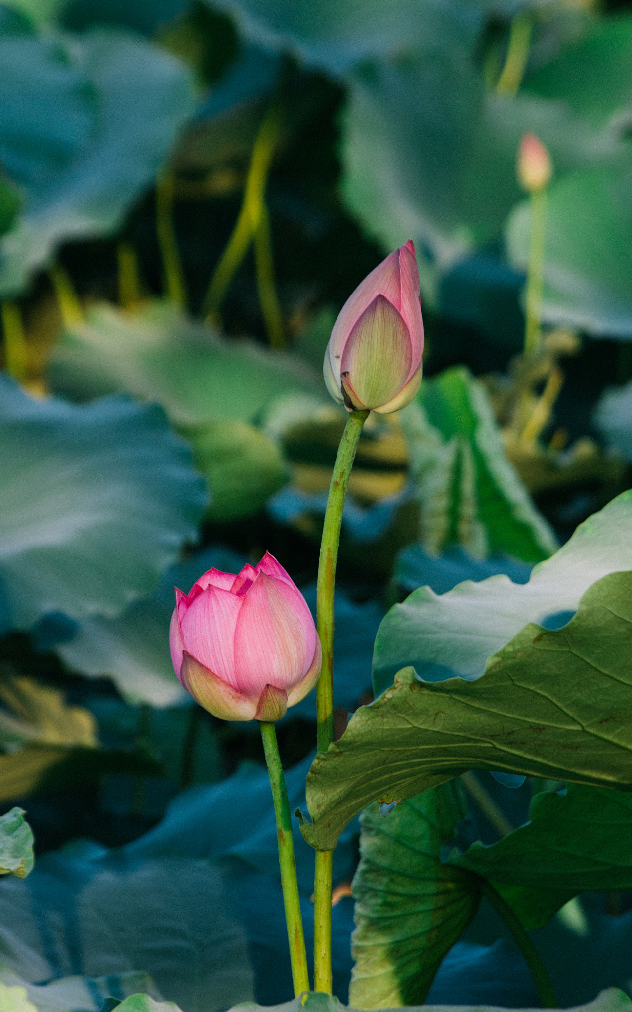 smc PENTAX-DA L 55-300mm F4-5.8 ED sample photo. Lotus photography