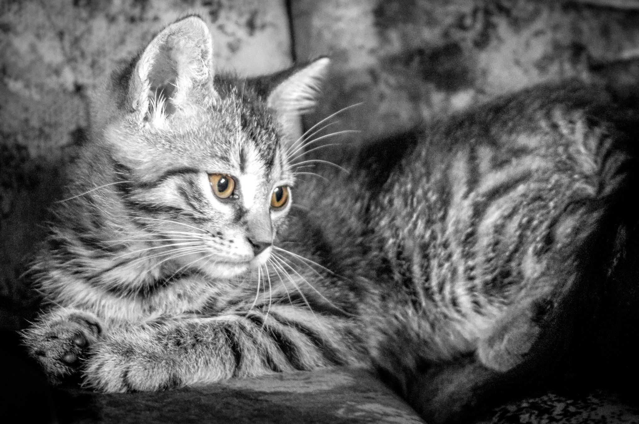 Pentax K-3 + Pentax smc DA 35mm F2.4 AL sample photo. Kitten photography