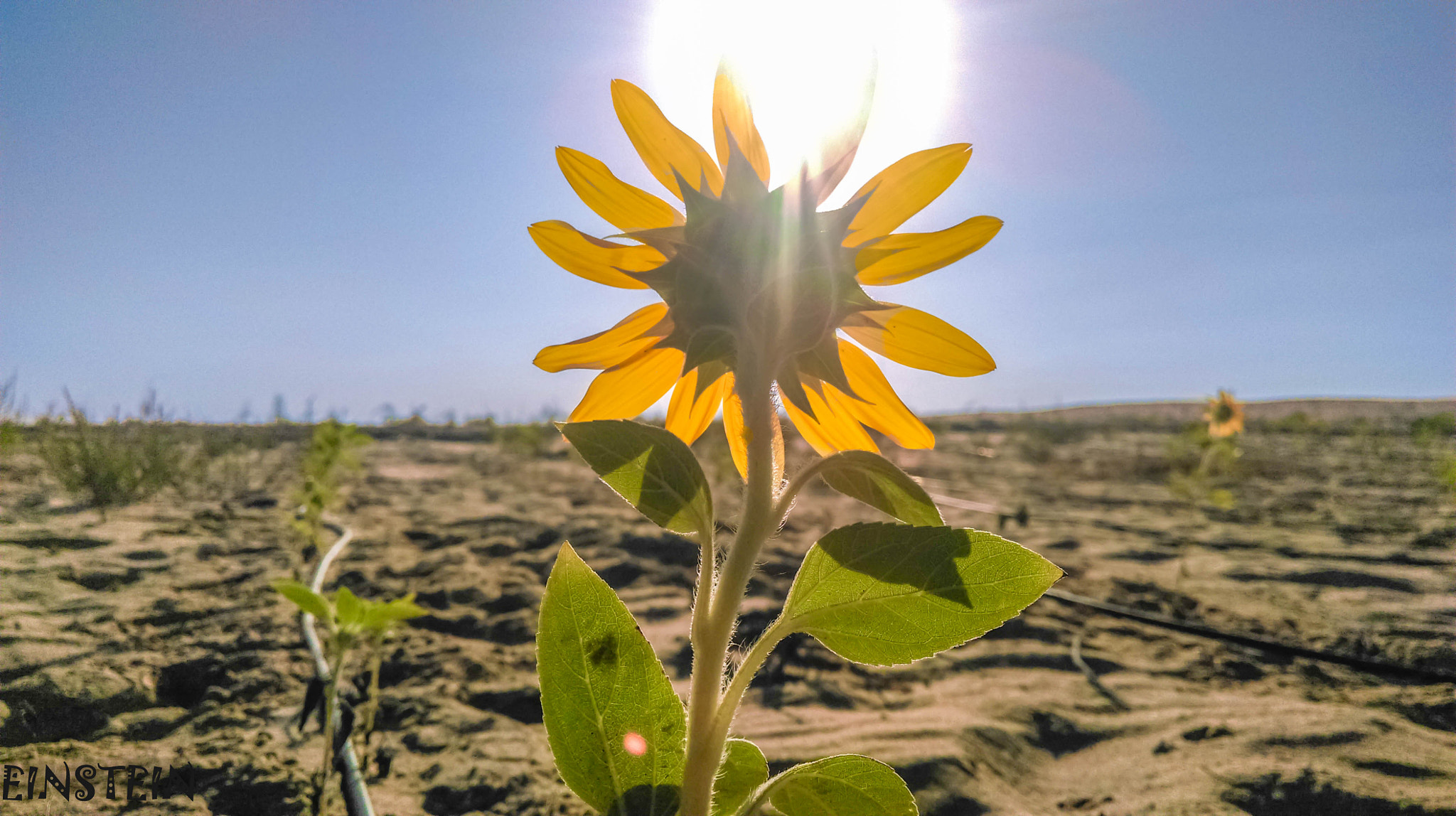 HTC 0P9C8 sample photo. Sun flower photography