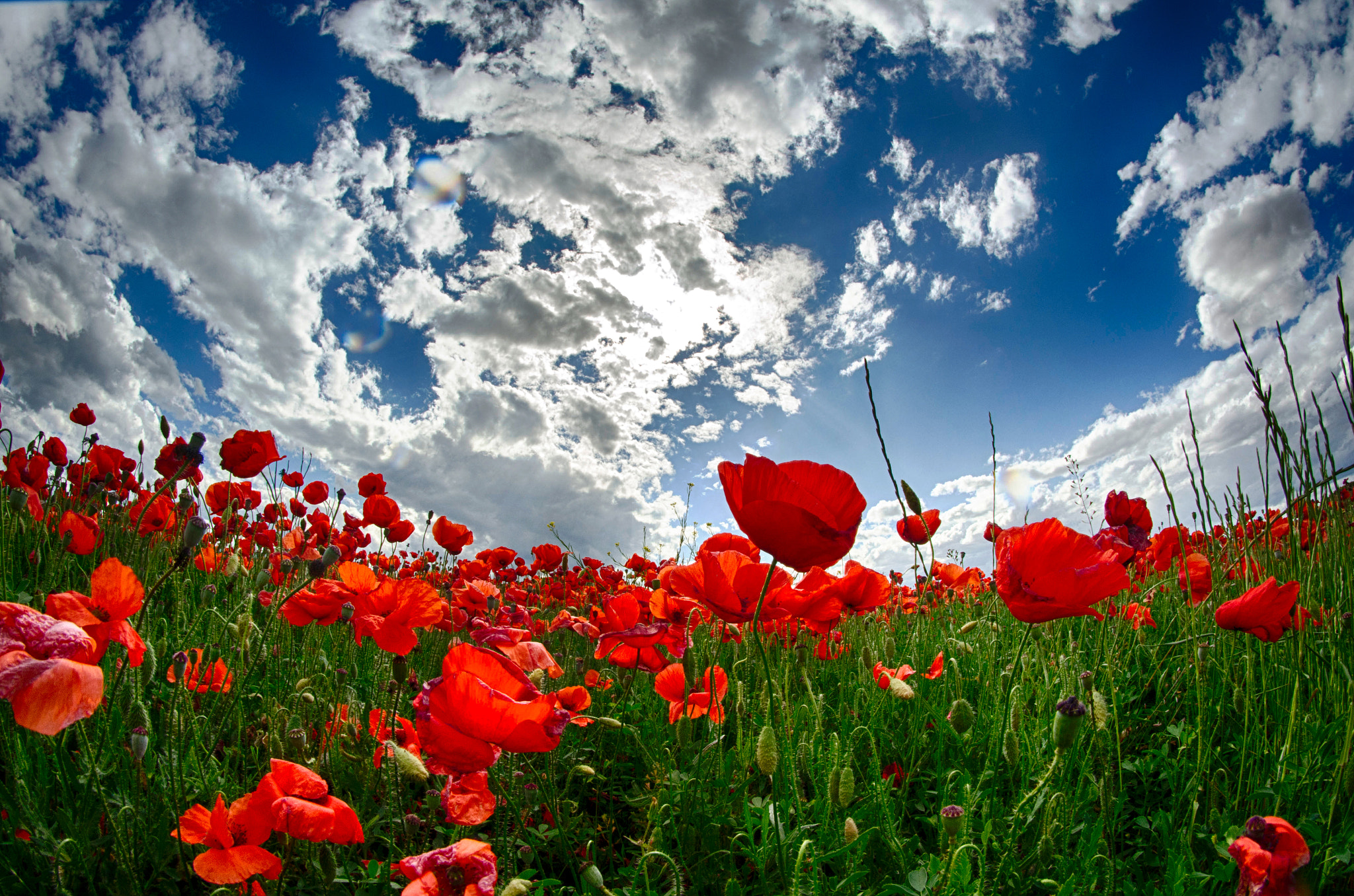 Nikon D7000 + Samyang 8mm F3.5 Aspherical IF MC Fisheye sample photo. Segundas `partes photography