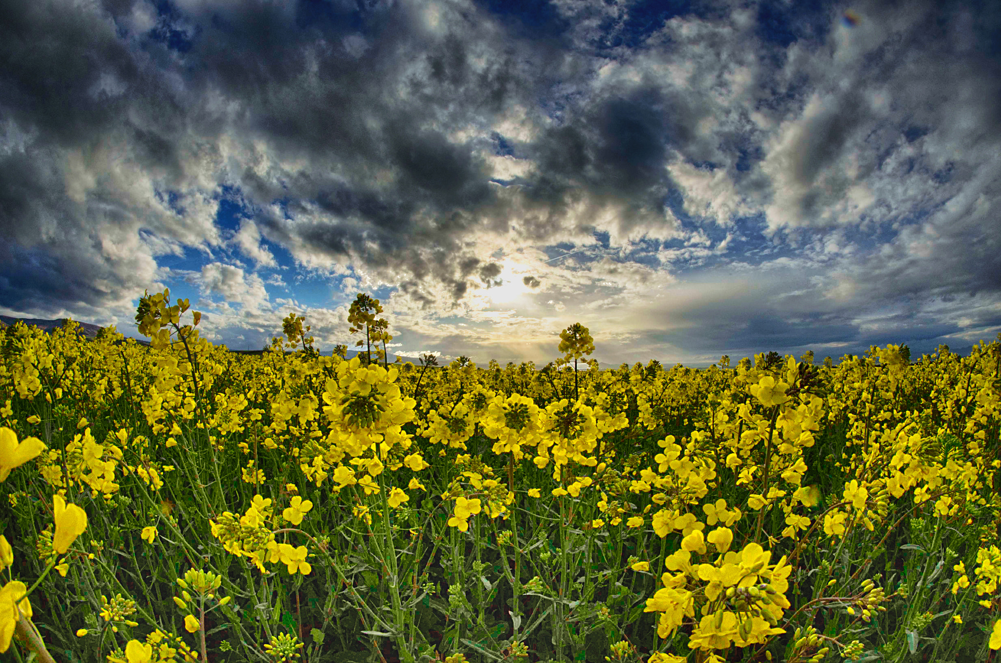 Nikon D7000 + Samyang 8mm F3.5 Aspherical IF MC Fisheye sample photo. Volver photography