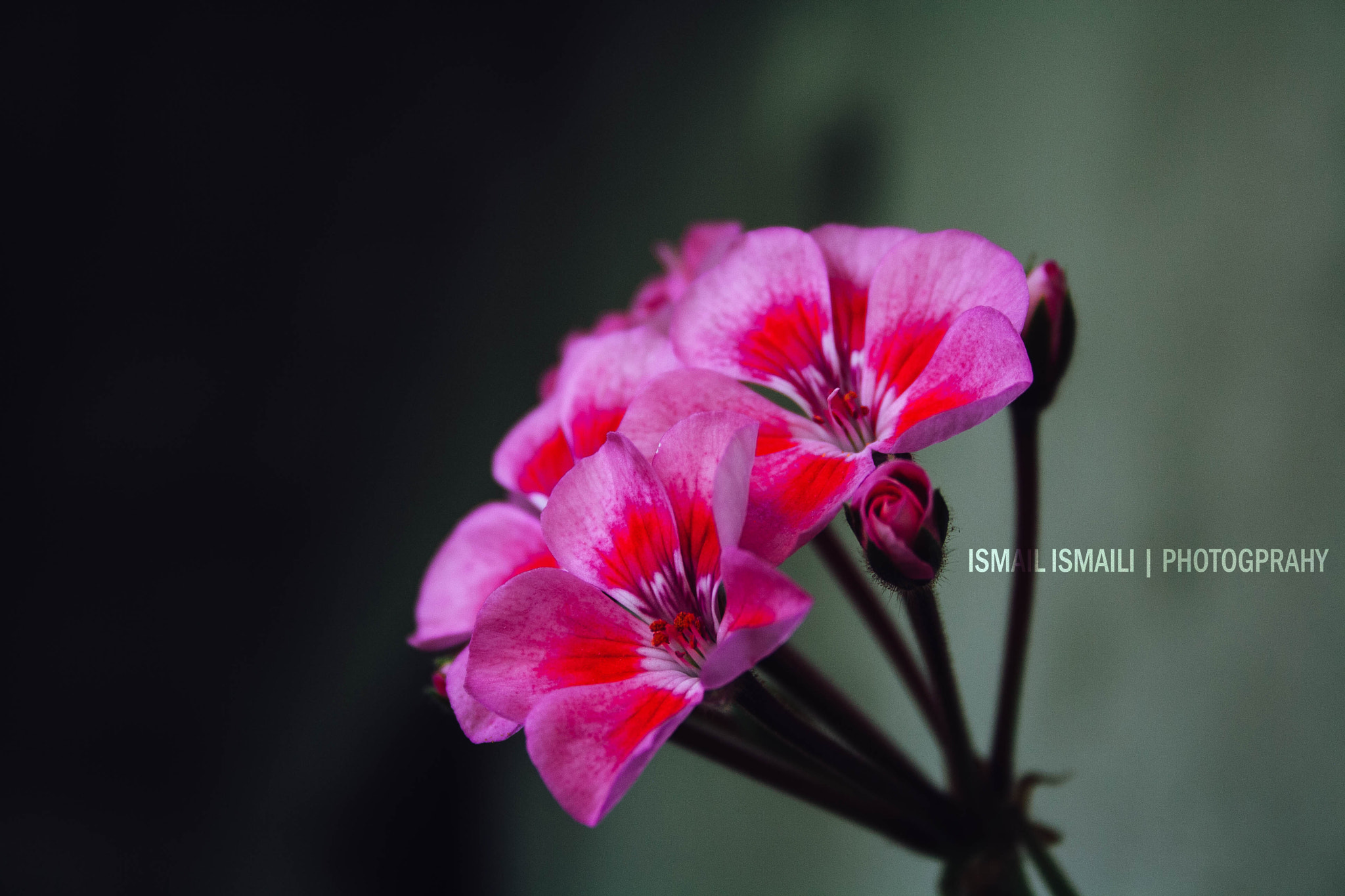Canon EF-S 18-55mm F3.5-5.6 sample photo. Fllower photography