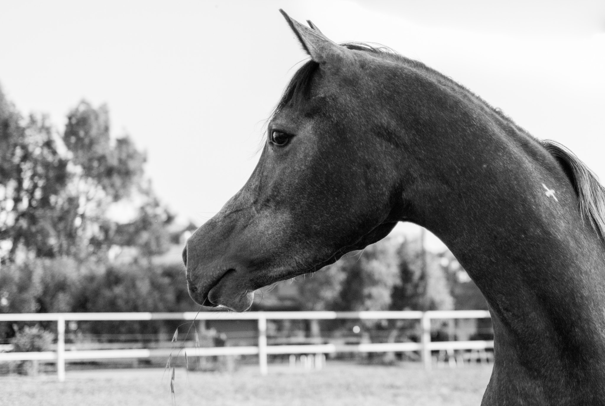 Canon EOS 7D + Canon EF 35mm F2 sample photo. Arabian horse | black and white photography