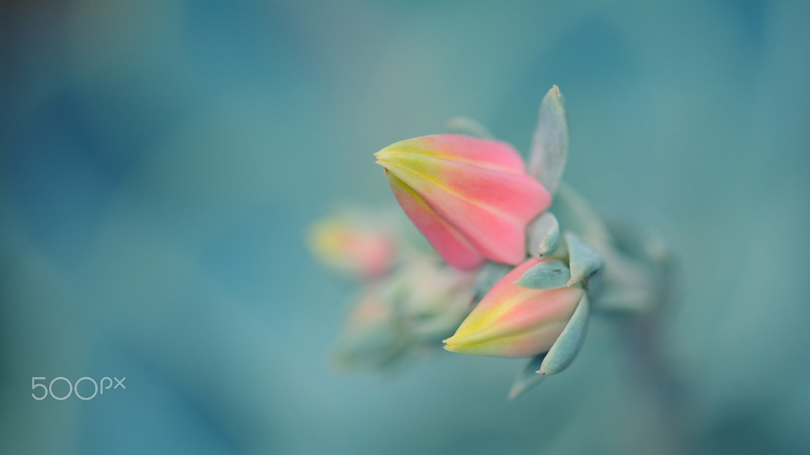 Nikon D7100 + Nikon AF Micro-Nikkor 200mm F4D ED-IF sample photo. Pastel beauty photography