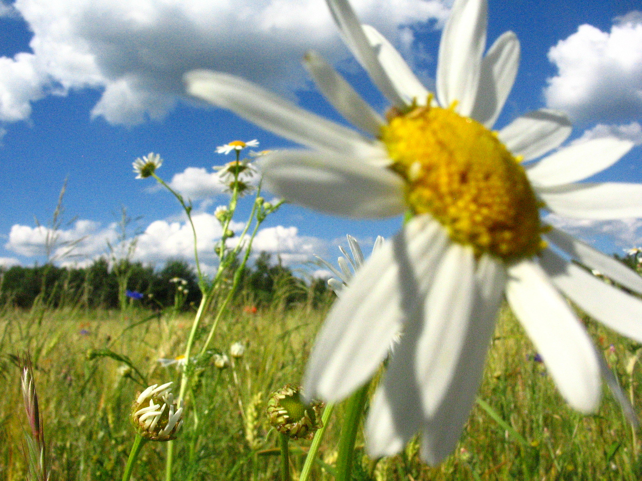 Canon POWERSHOT A85 sample photo. Flower. photography