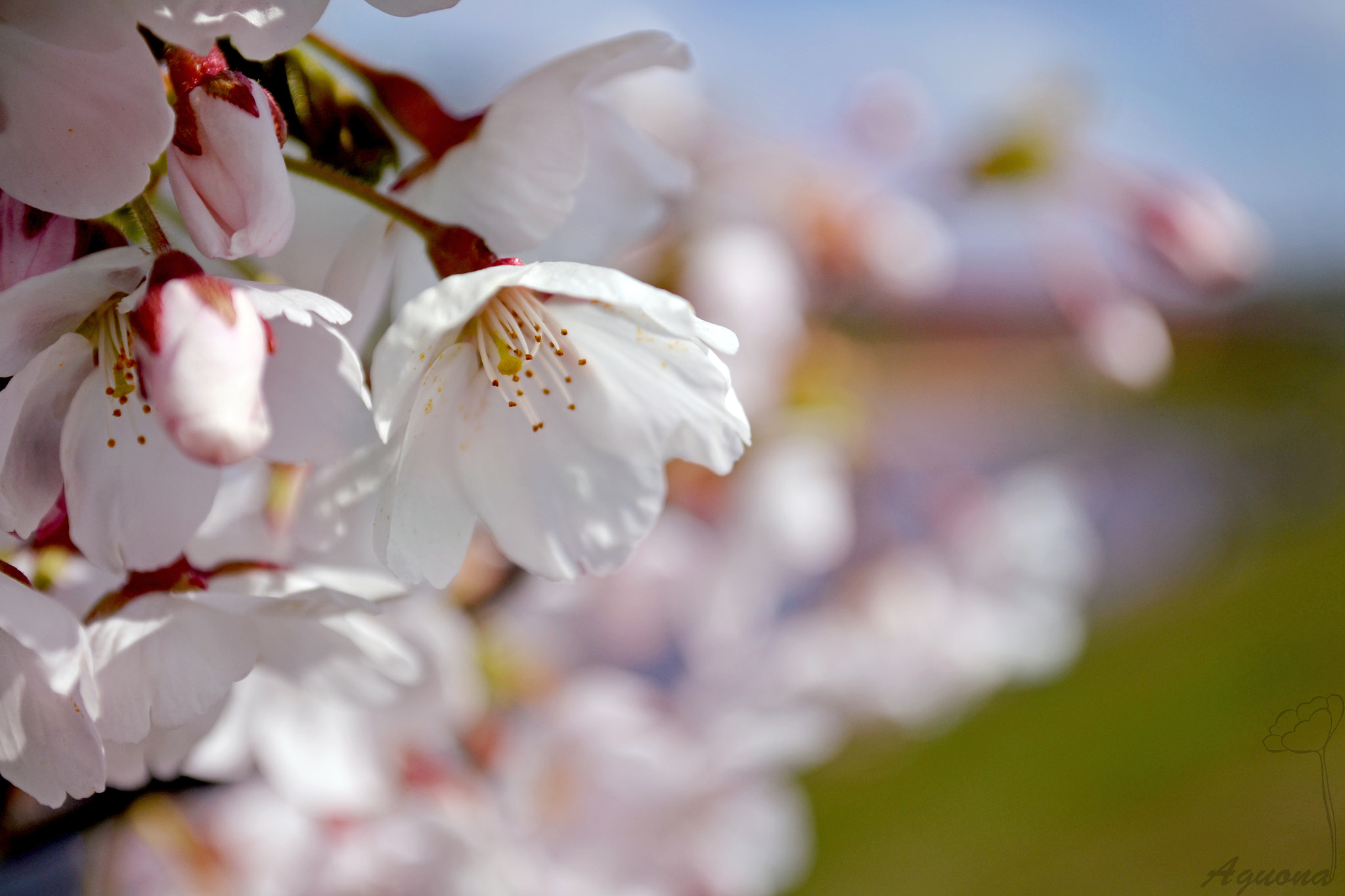 AF Zoom-Nikkor 35-80mm f/4-5.6D N sample photo. Spring photography