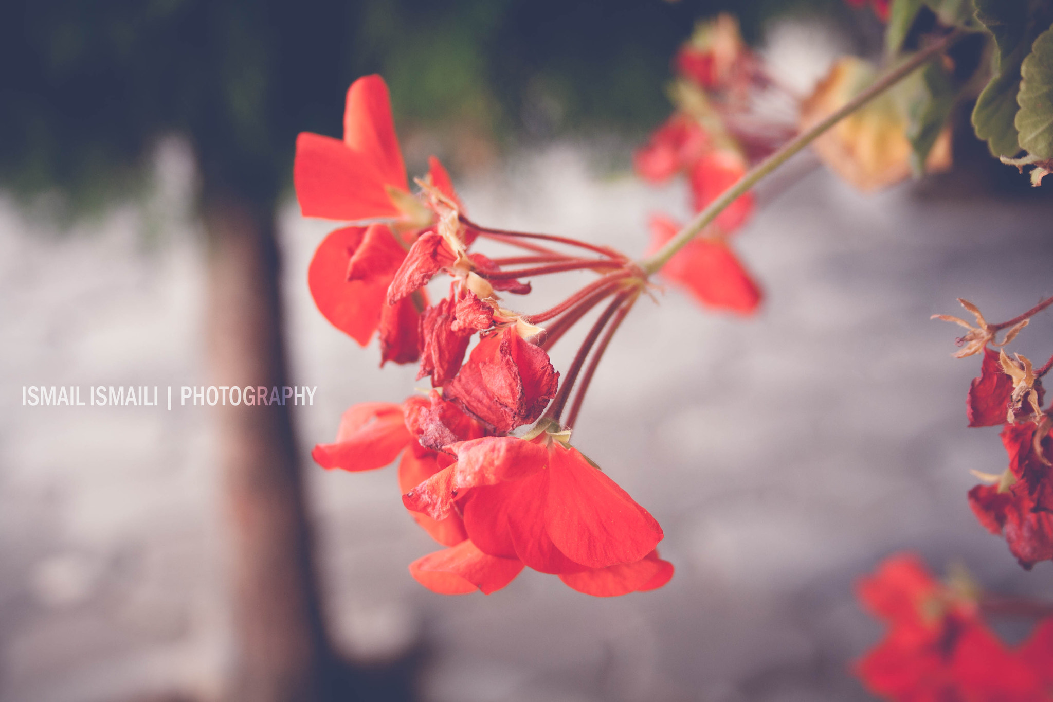 Canon EF-S 18-55mm F3.5-5.6 sample photo. Fllowers photography