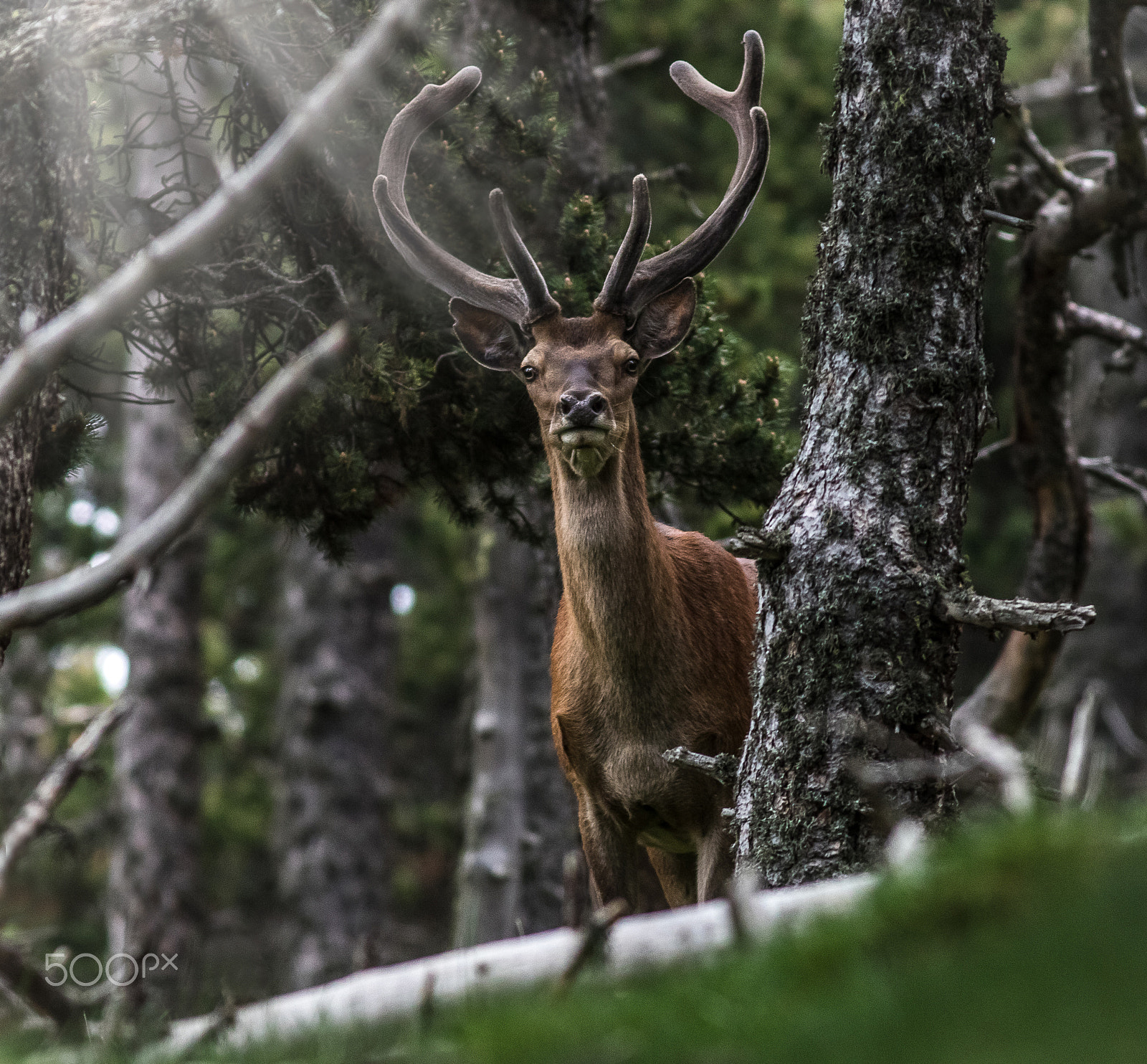 Canon EOS 7D Mark II + Canon EF 400mm F5.6L USM sample photo. Cerf-deer photography