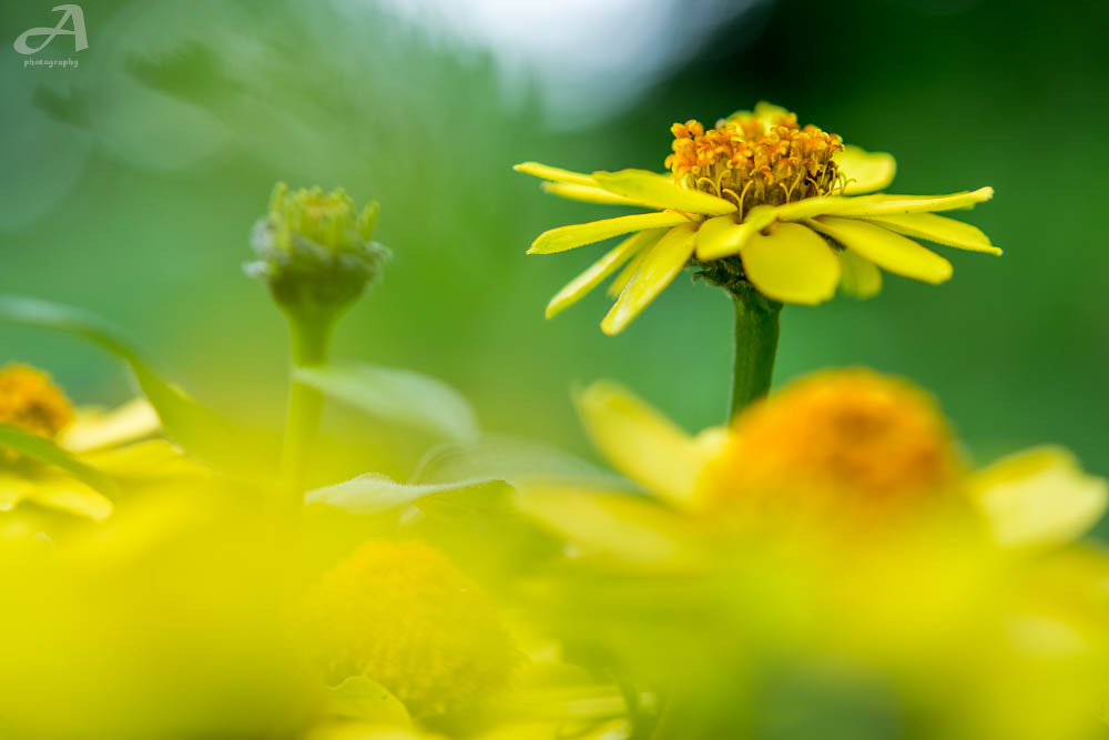 Nikon AF-S Micro-Nikkor 60mm F2.8G ED sample photo. Simple photography