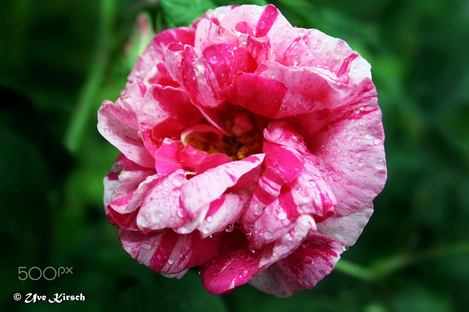 Canon EF-S 18-55mm F3.5-5.6 sample photo. Rosa mundi photography