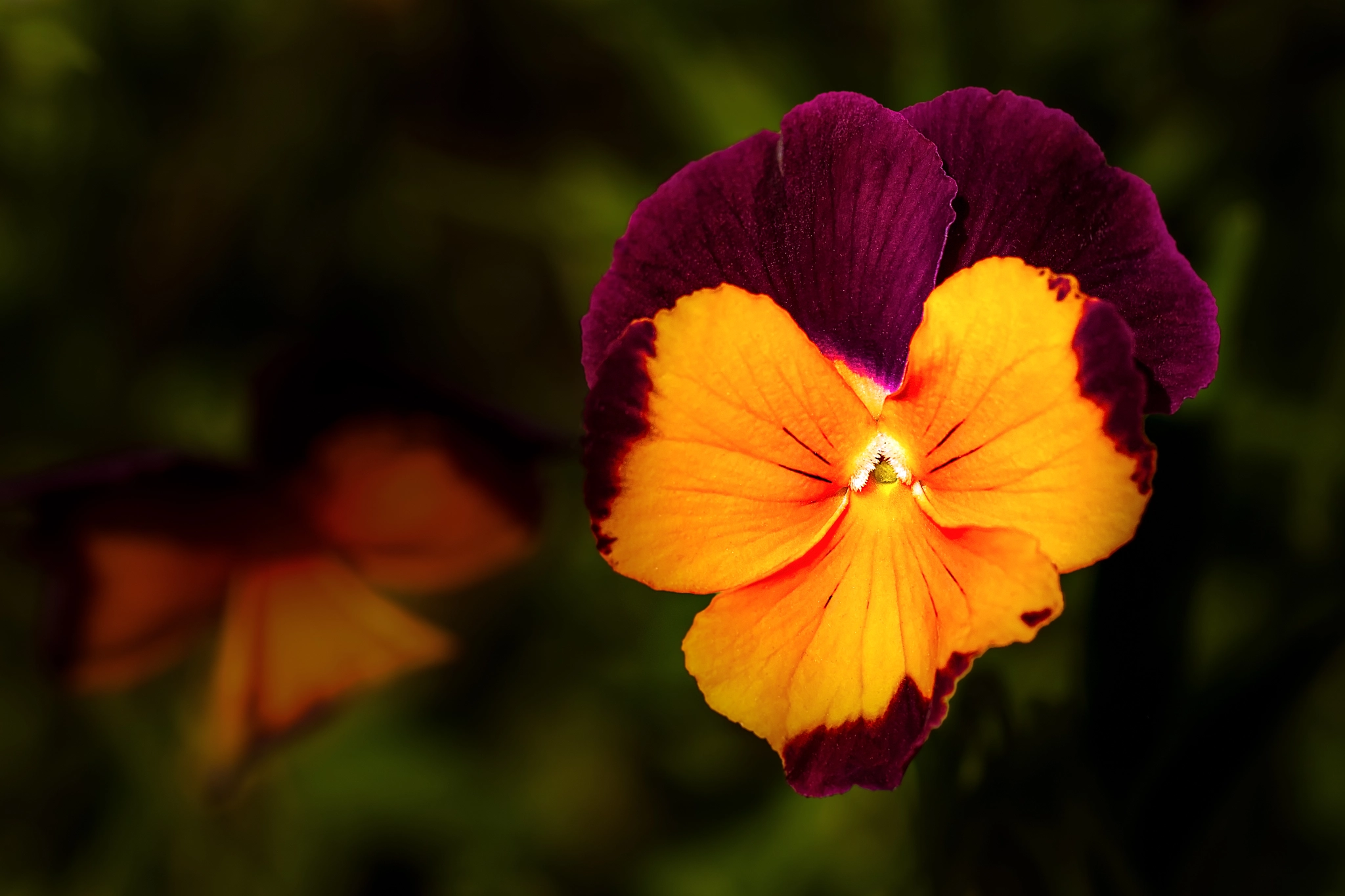 Canon EOS 760D (EOS Rebel T6s / EOS 8000D) + Canon EF 100mm F2.8L Macro IS USM sample photo. Flower292 photography