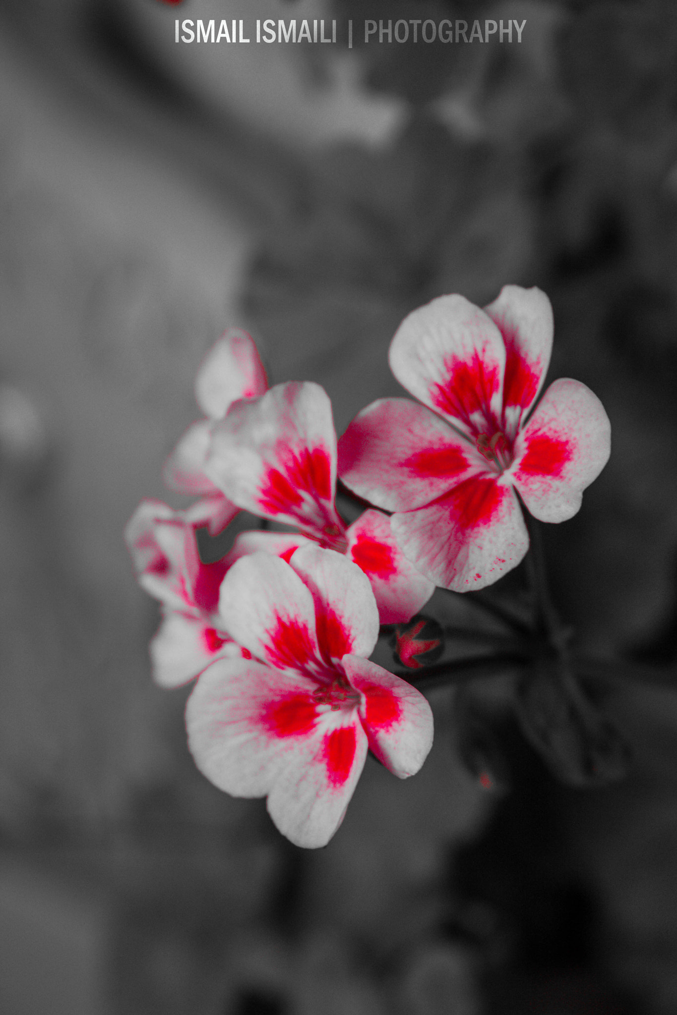 Canon EF-S 18-55mm F3.5-5.6 sample photo. Lule photography