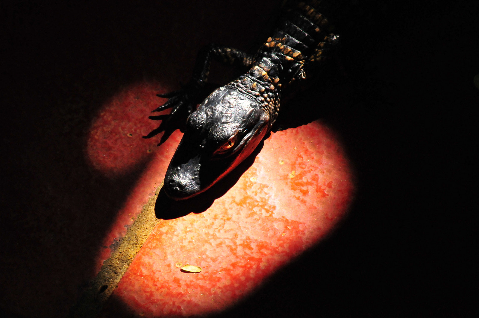 Sigma 70-300mm F4-5.6 APO DG Macro sample photo. Alligator photography