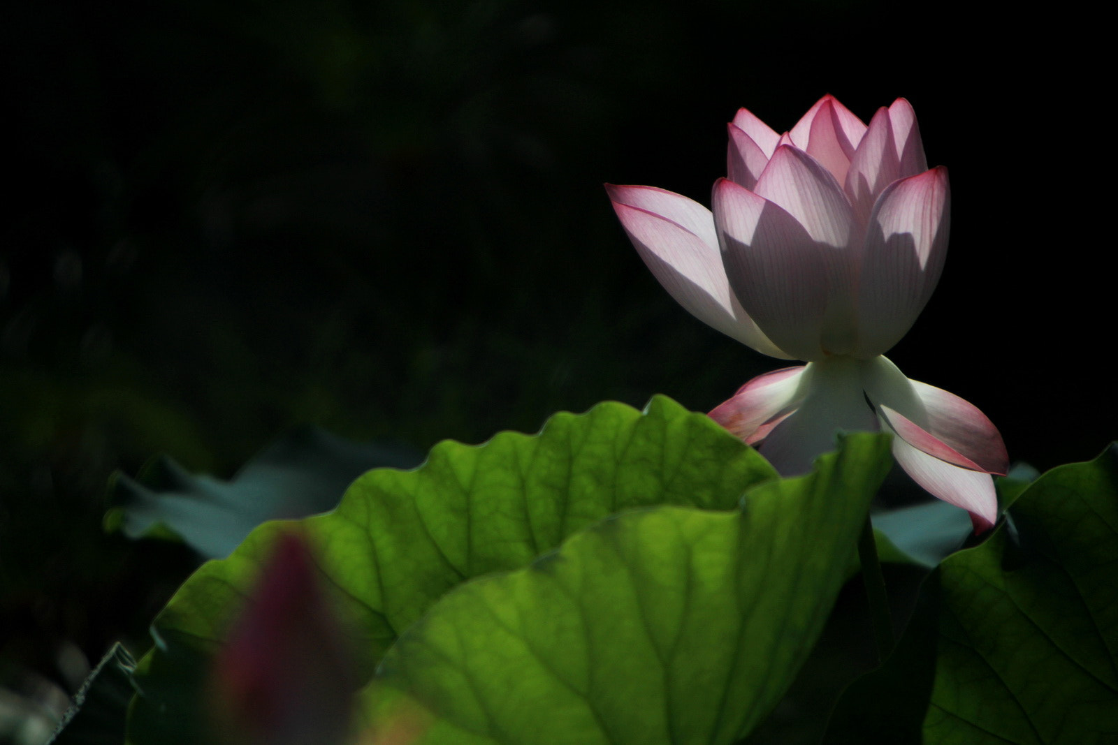 Canon EF 70-200mm F2.8L IS USM sample photo. Summer lotus photography