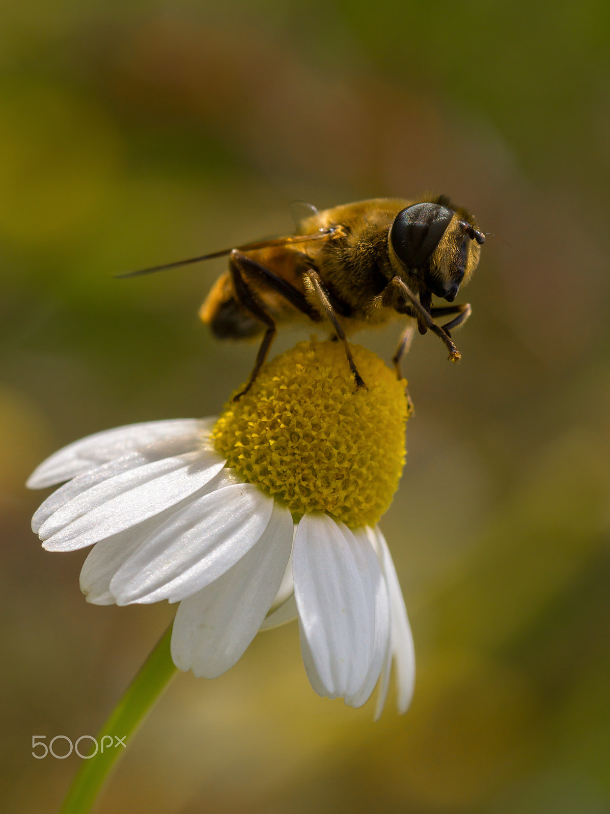 Sony SLT-A77 + Minolta AF 100mm F2.8 Macro [New] sample photo. Kamille photography