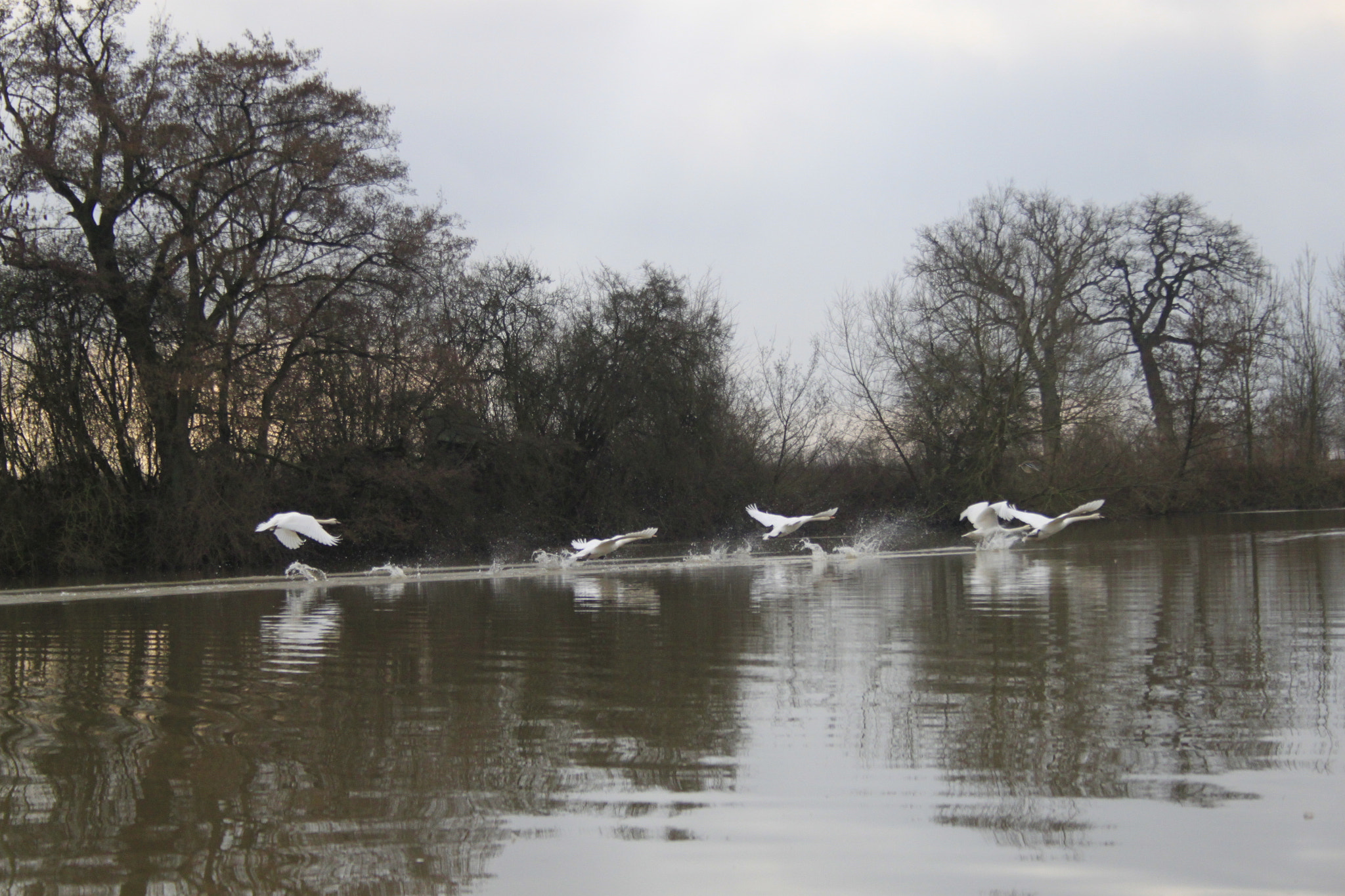 Canon EF-S 18-55mm F3.5-5.6 sample photo. Five swans photography