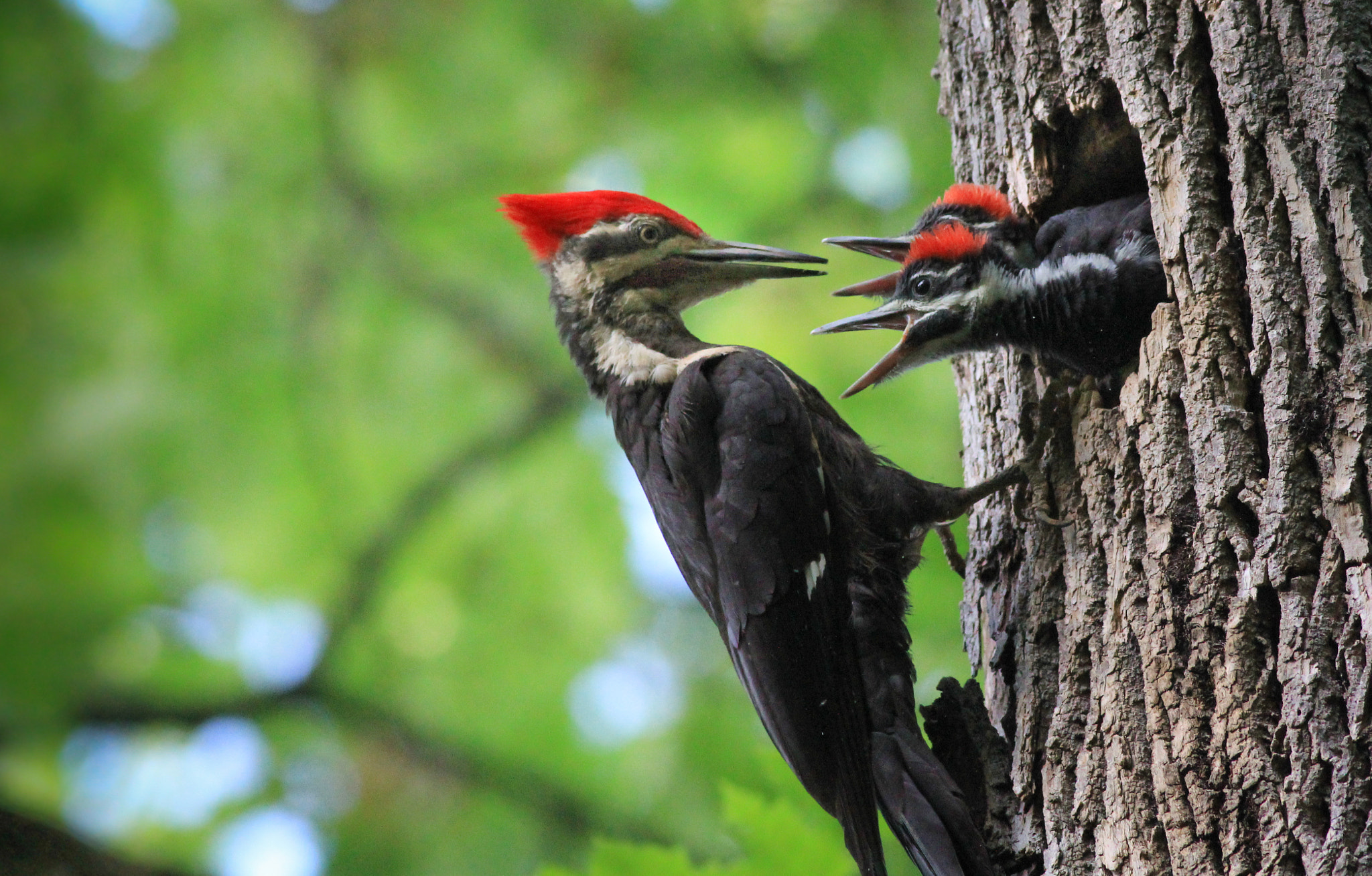 Canon EOS 60D + Canon EF 400mm F5.6L USM sample photo. কাঠঠোকরা পরিবার photography