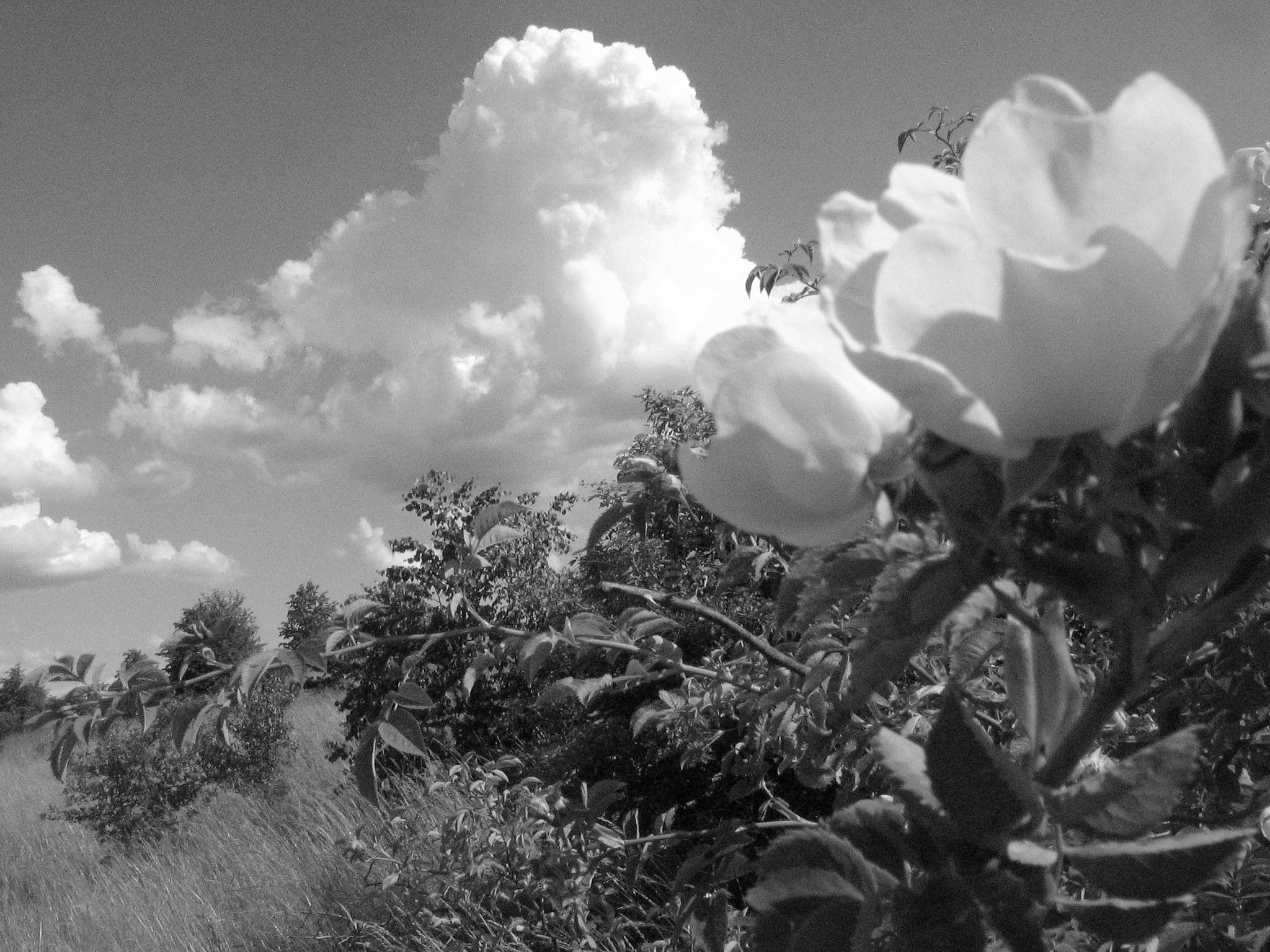 Canon POWERSHOT A85 sample photo. Wild rose. photography