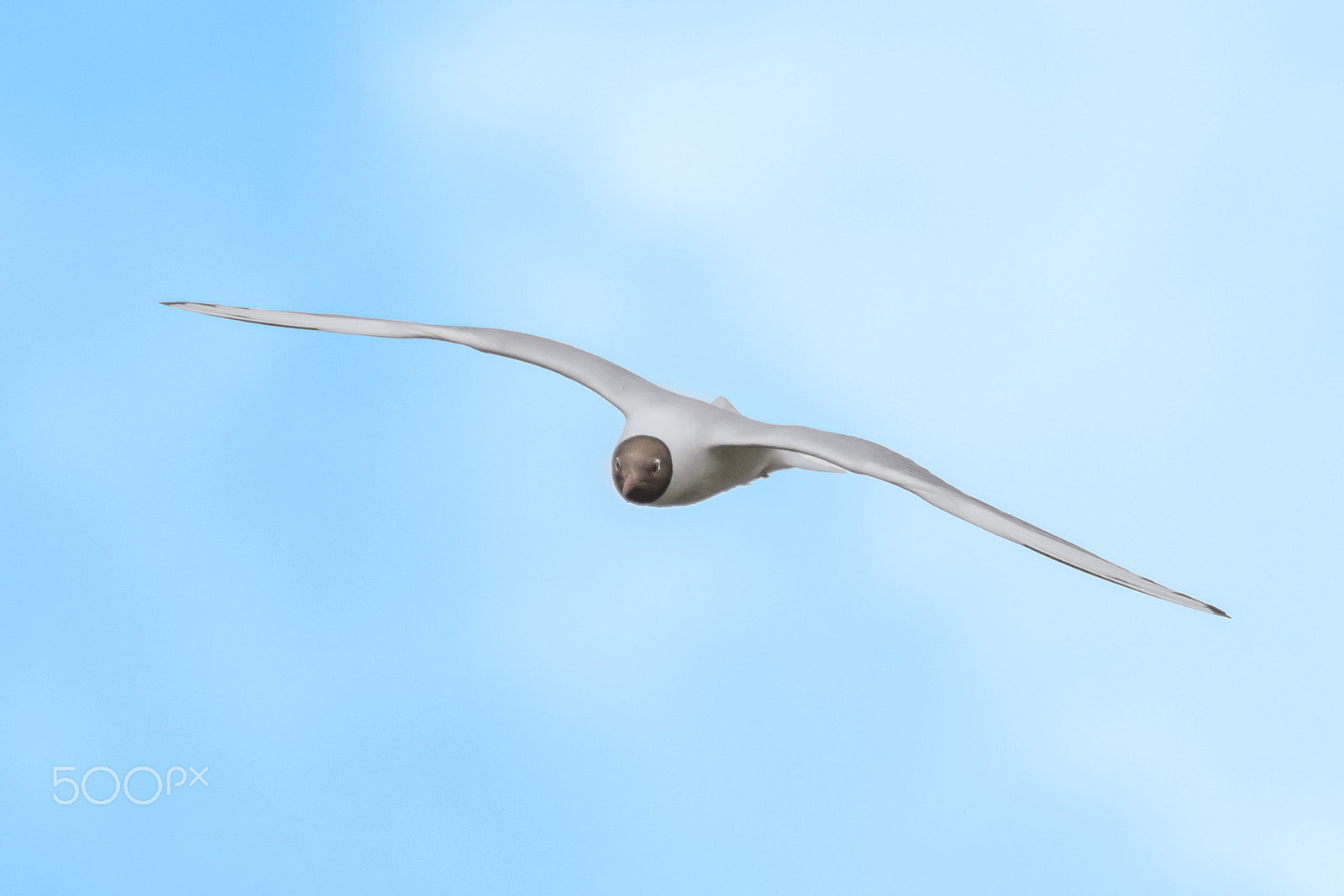 150-600mm F5-6.3 DG OS HSM | Contemporary 015 sample photo. Black-headed gull photography